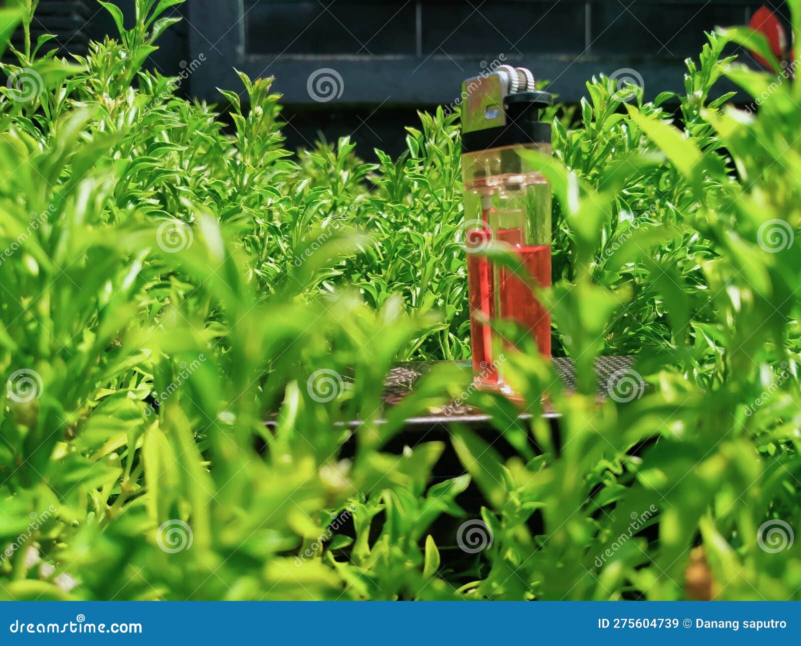 The Fire Will Kill the Plants in the World Stock Image Image of