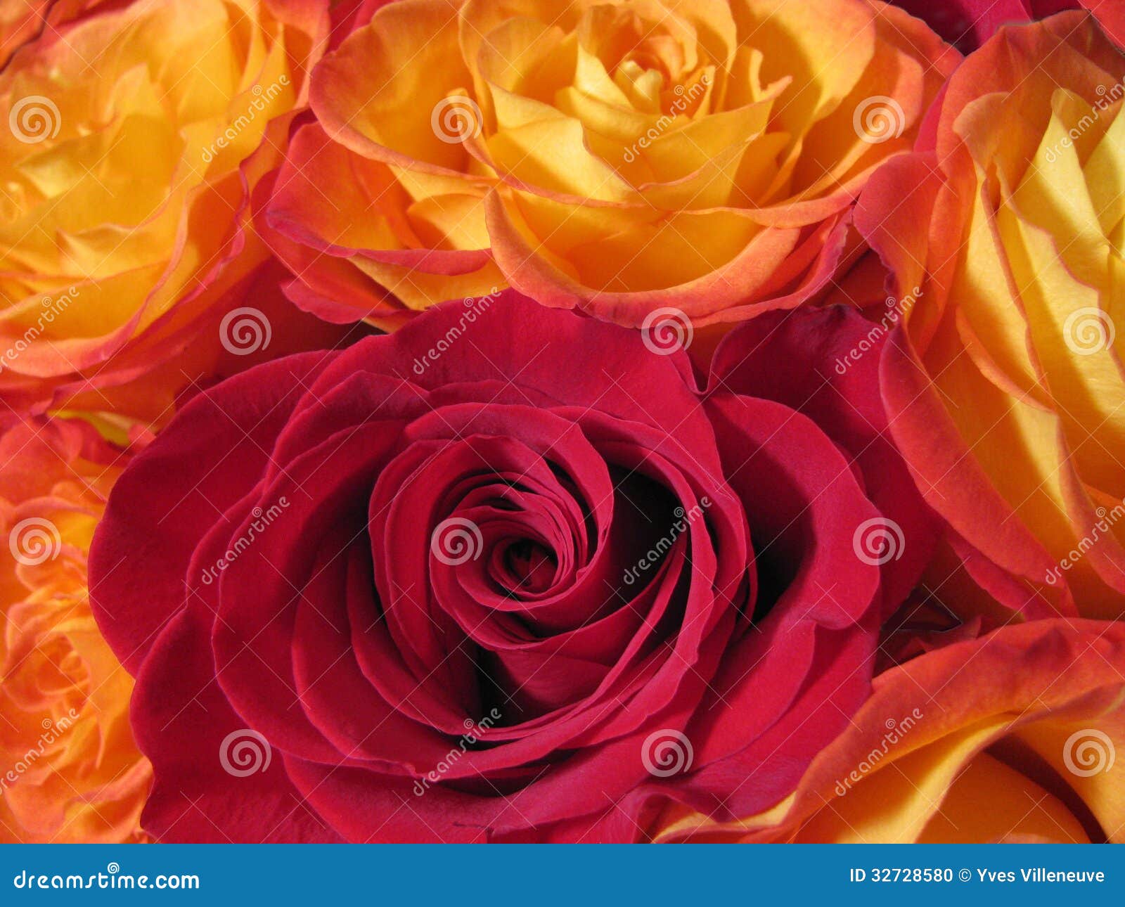 Fire yellow roses. Romantic roses background for love and fire of passion.