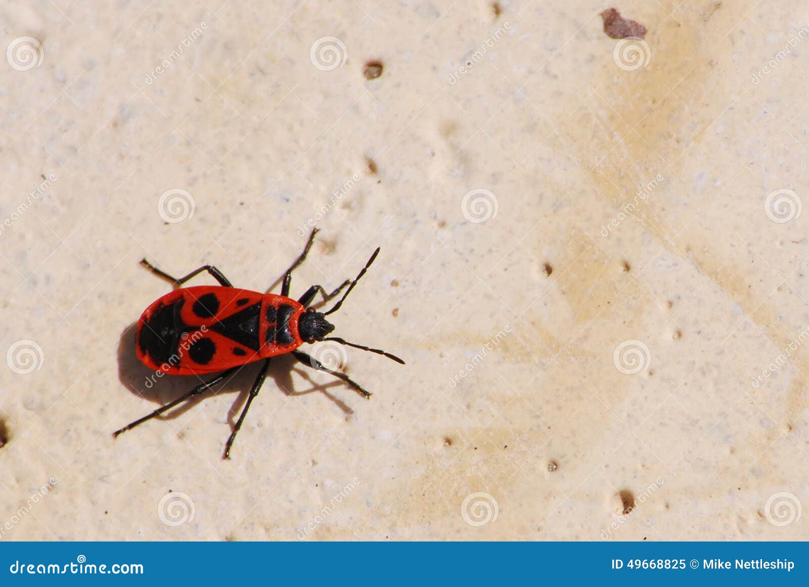 firebug (pyrrhocoris heteroptera)