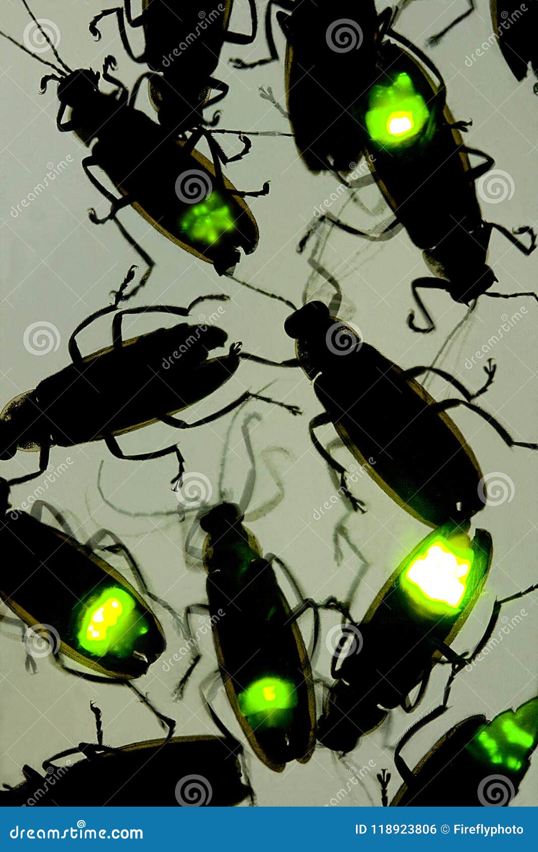 A composite image showing hundreds of fireflies flashing at night