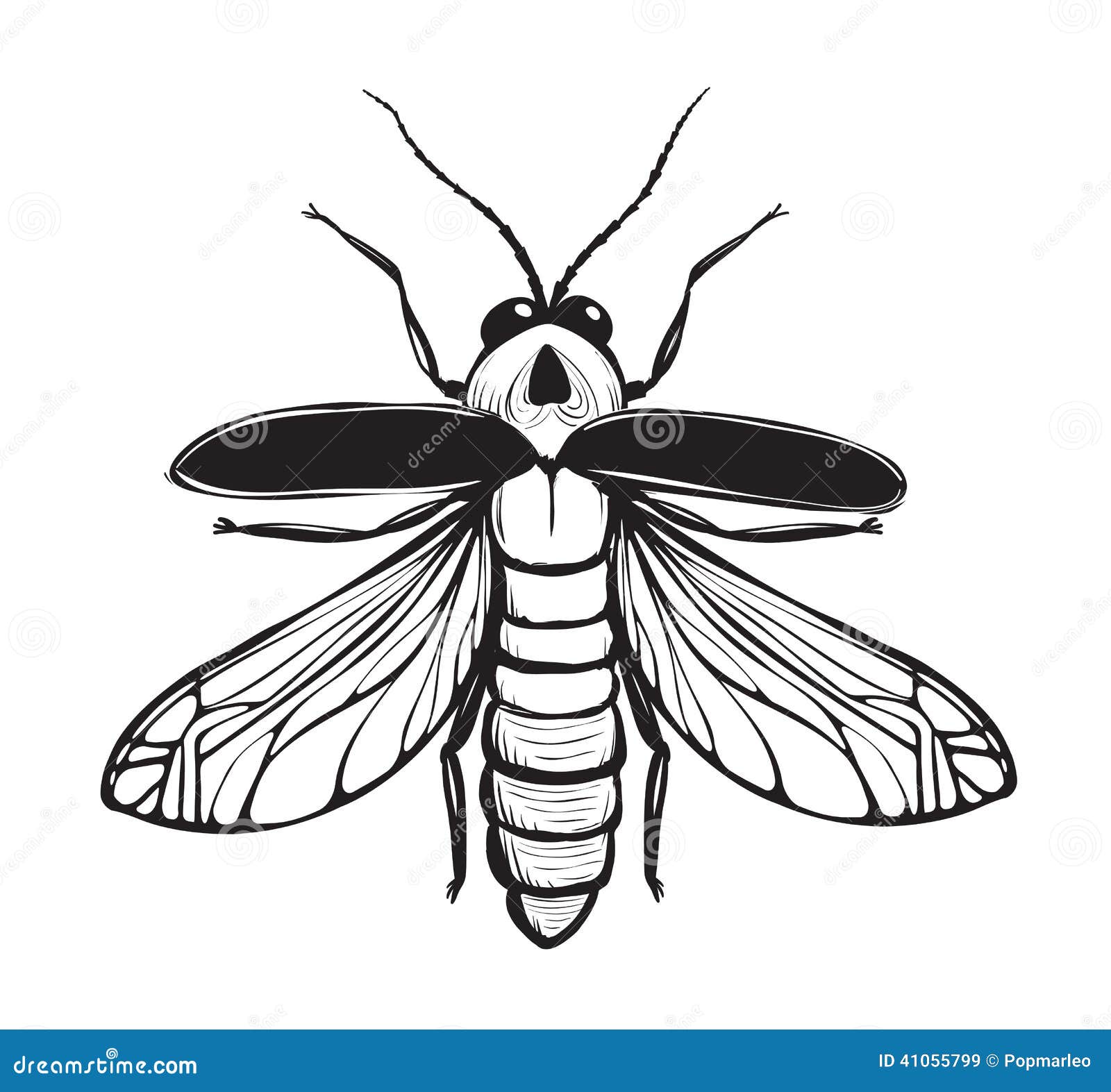Firefly Insect Black Inky Drawing Stock Vector - Illustration: 41055799