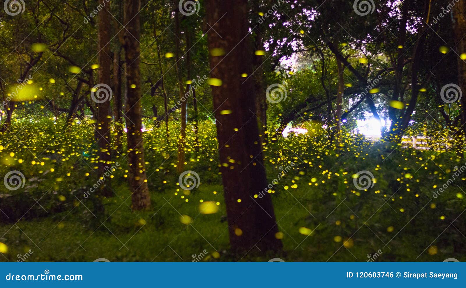 Firefly Field in the Forest in Prachinburi Stock Photo Image of