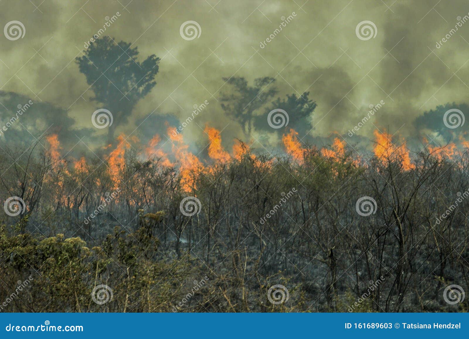 fires in the amazon forest - global climate change.