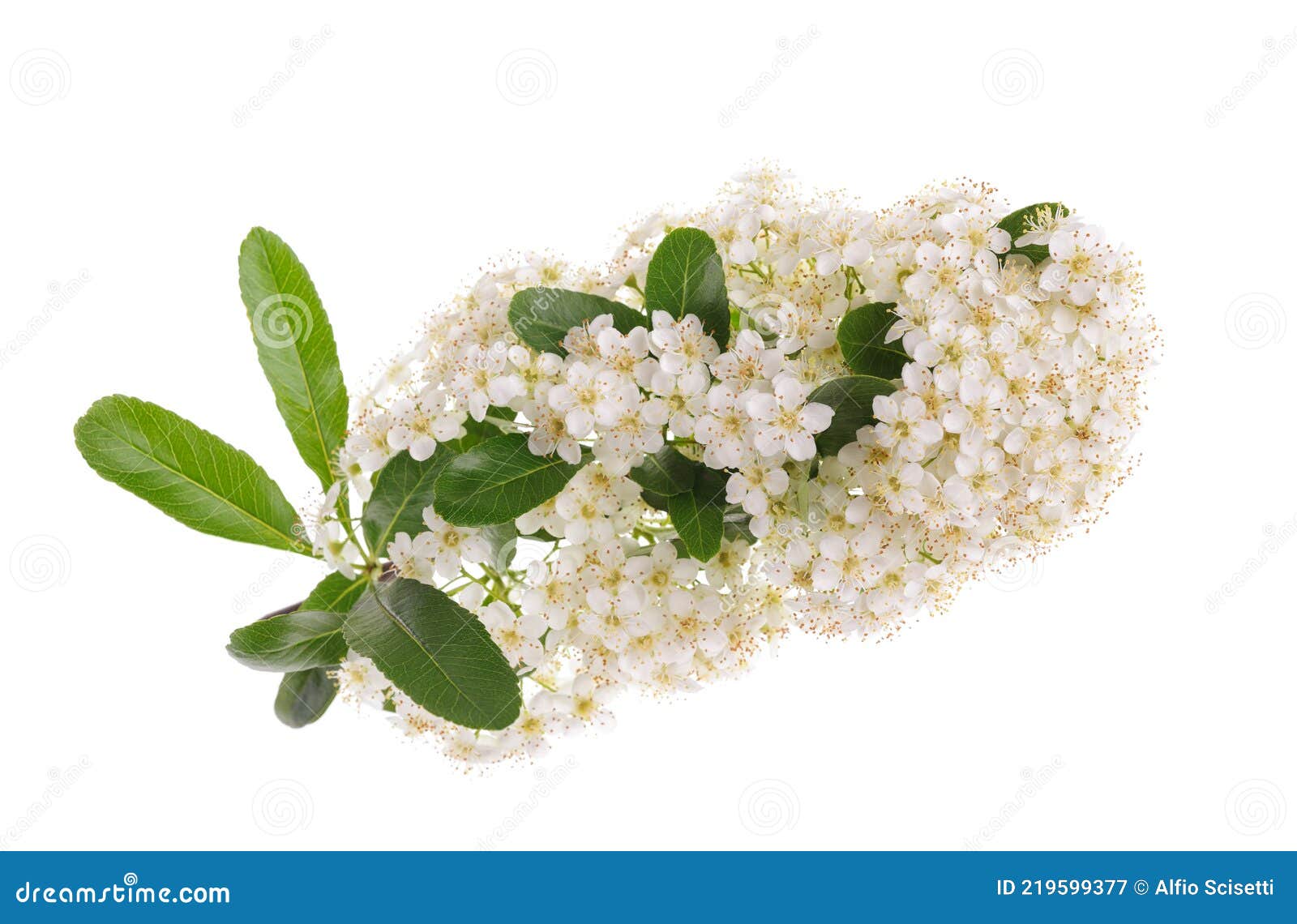 Firethorn branch in flower stock image. Image of scarlet - 219599377