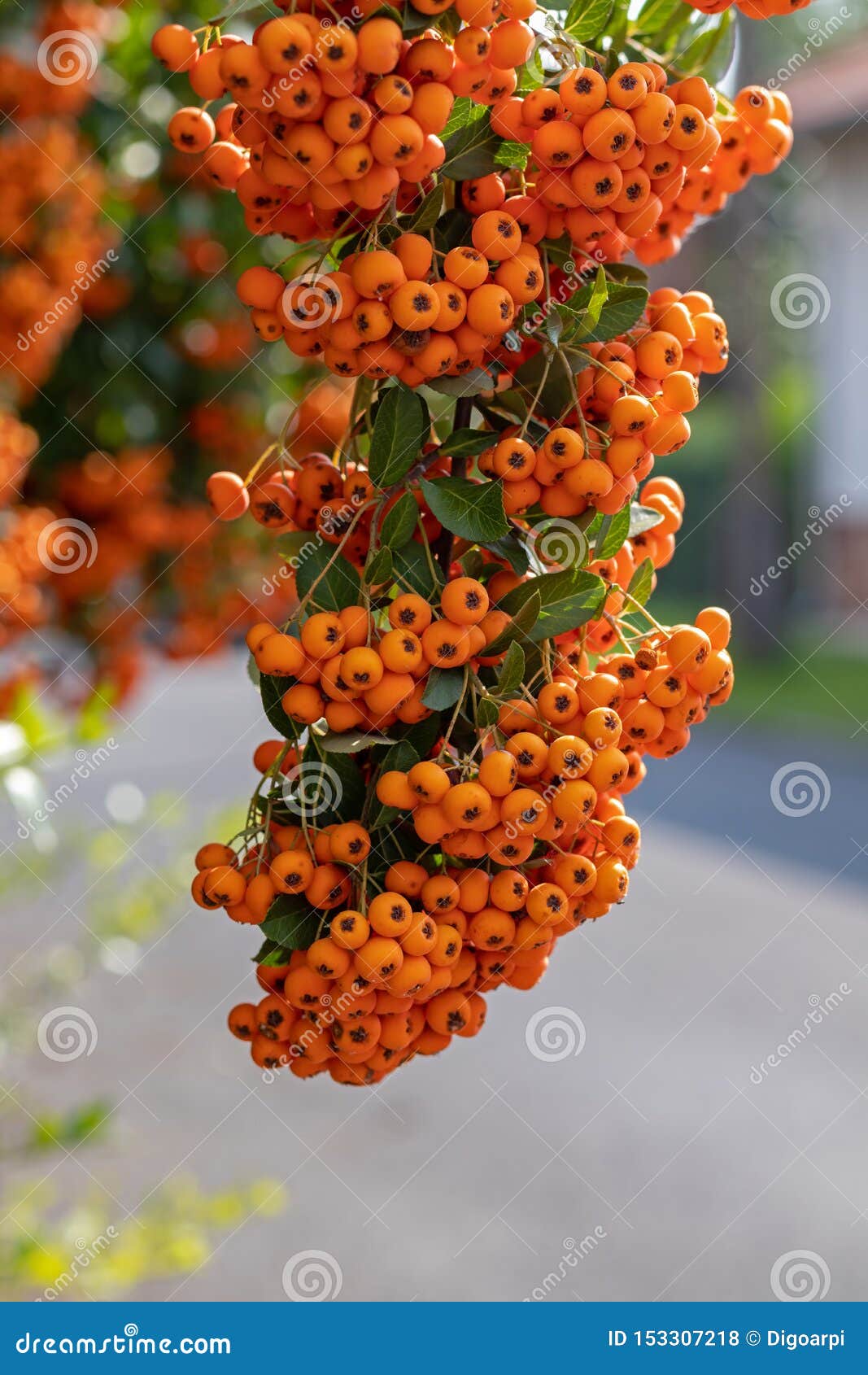 Firethorn Pyracantha Coccinea Berries in the Fall Season Stock Photo