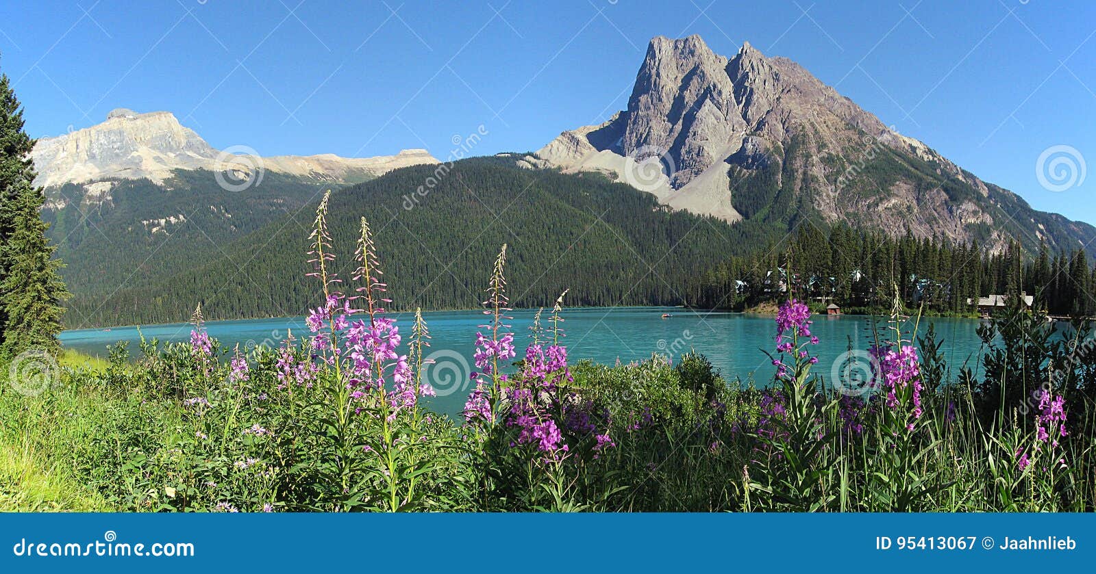 yoho national park, mount burgess and fireweed flowers at emerald lake, rocky mountains, bc, canada