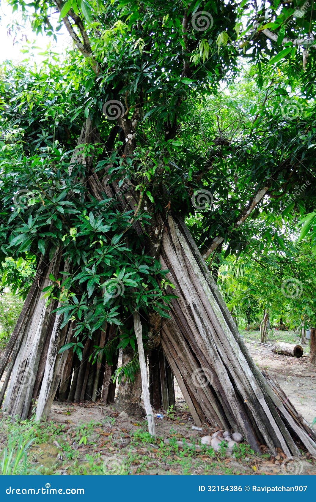 Firewood in fruit garden stock photo. Image of forest 32154386