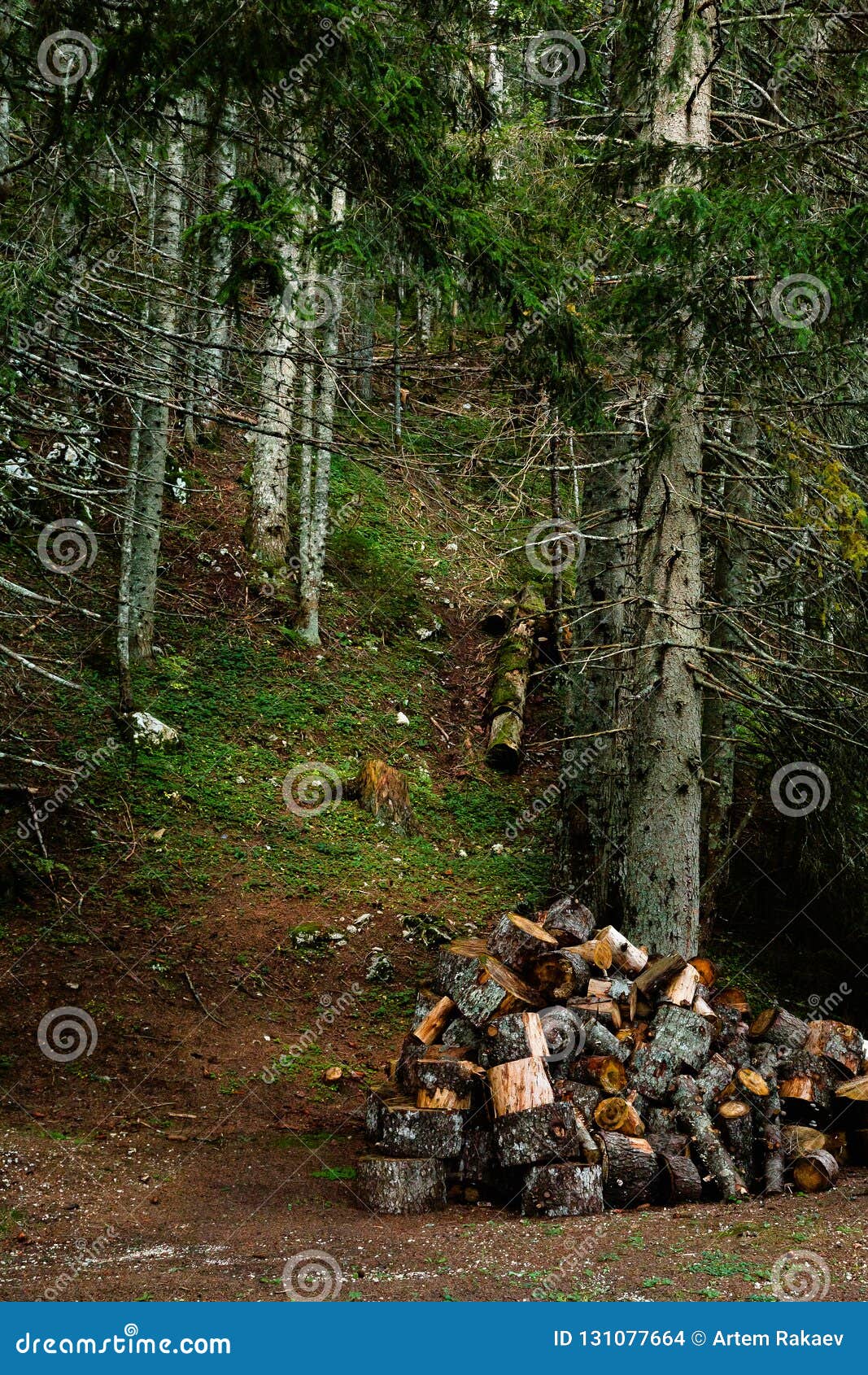 Firewood On The Lawn In The Forest Stock Photo Image Of Stack Bark 131077664