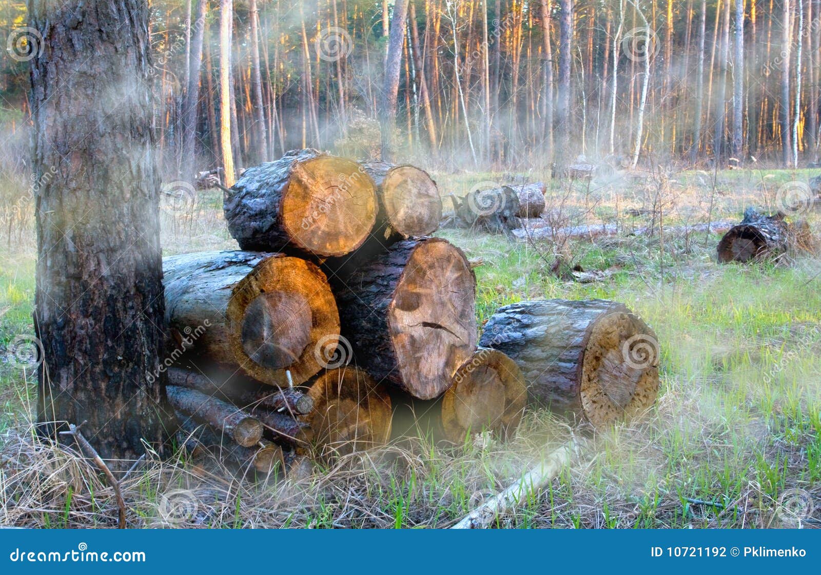Firewood store in forest stock photo. Image of abstract 10721192