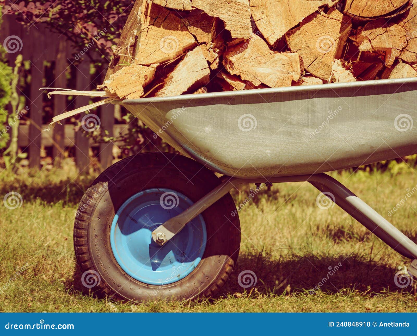 Firewood in wheelbarrow stock photo. Image of outdoors - 240848910