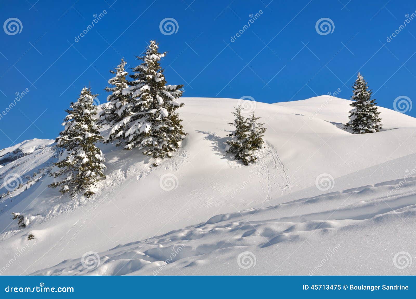 Firs in the snow. Small fir trees covered with snow on small hills under beautiful blue sky