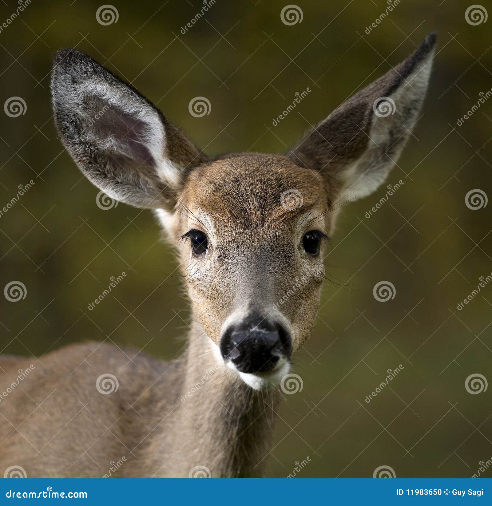 First antlers growing stock photo. Image of green, wild 11983650