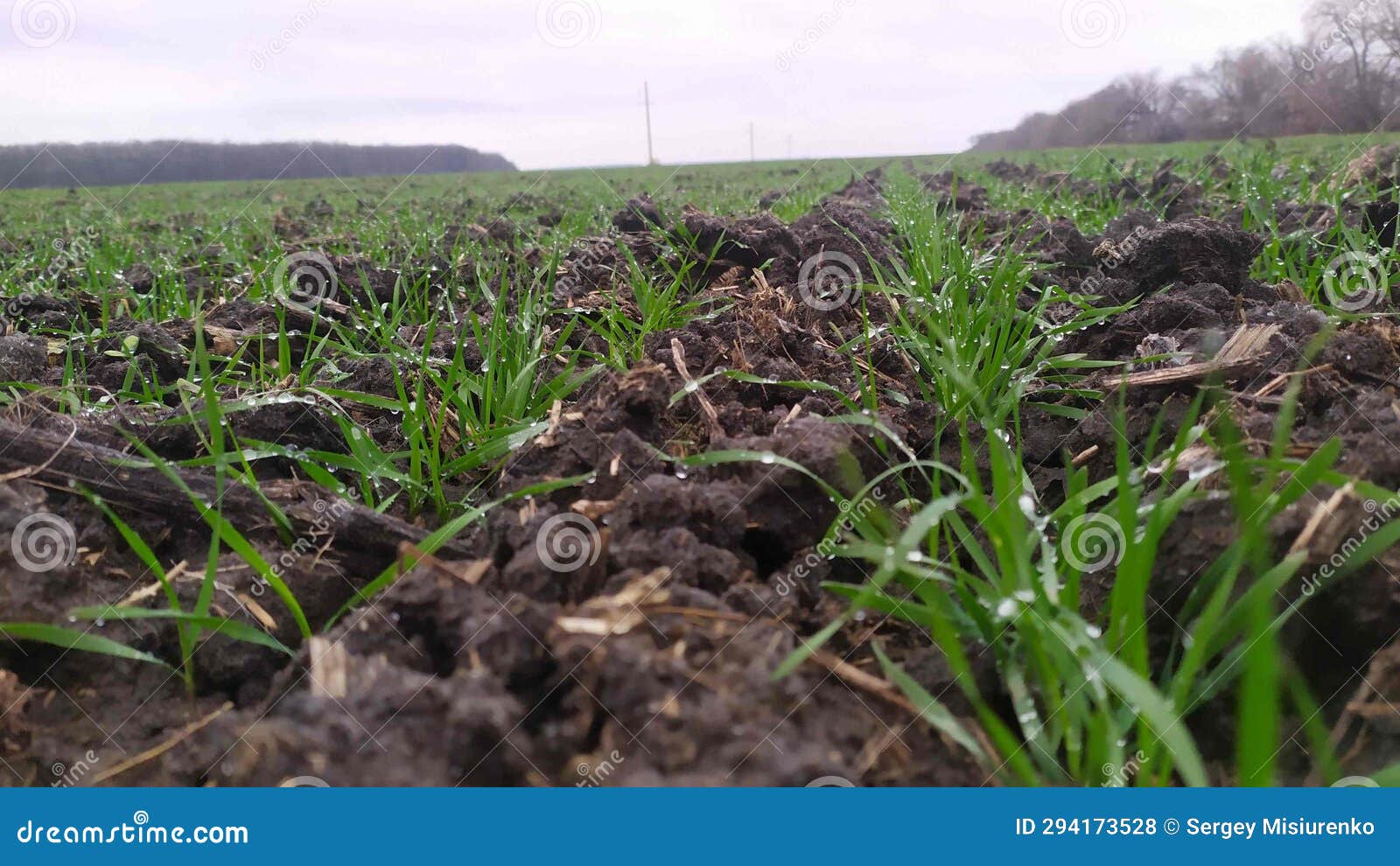 the first autumn seedlings of winter wheat. plants are crawling for strength to overwinter.