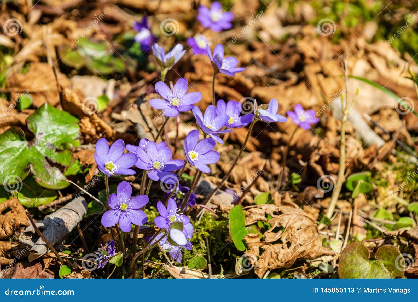 First Blue Flowers Blooming in Spring Forest Stock Image Image of