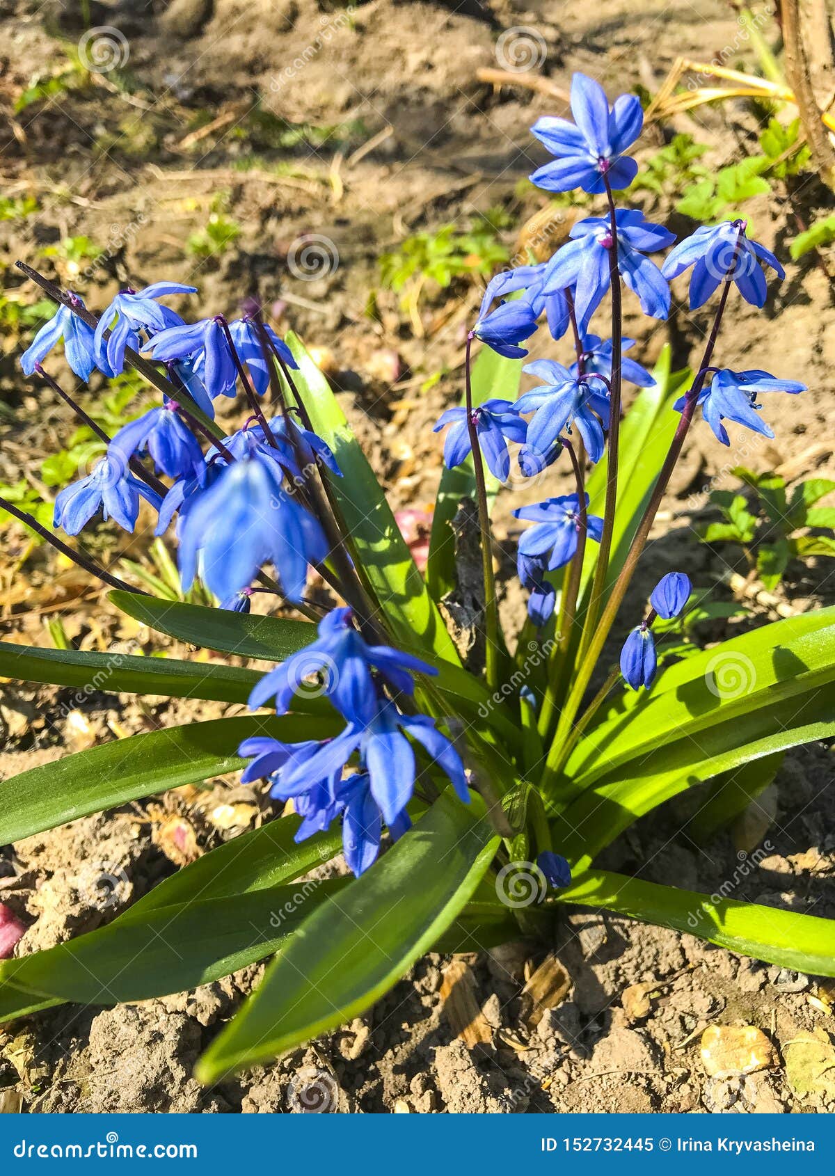 The First Blue Spring Flowers on Dry Ground. Stock Image Image of