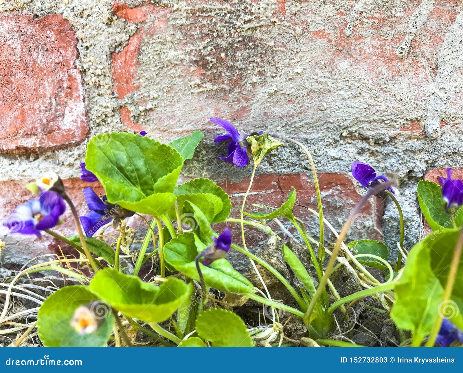 The First Blue Spring Flowers on Dry Ground. Stock Image Image of