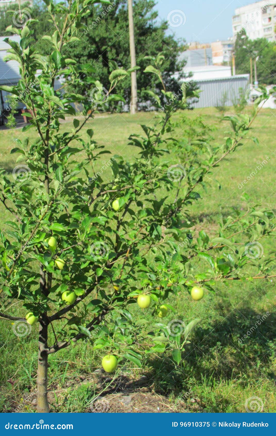 First Crop of an Appletree Stock Image Image of apples, foliage
