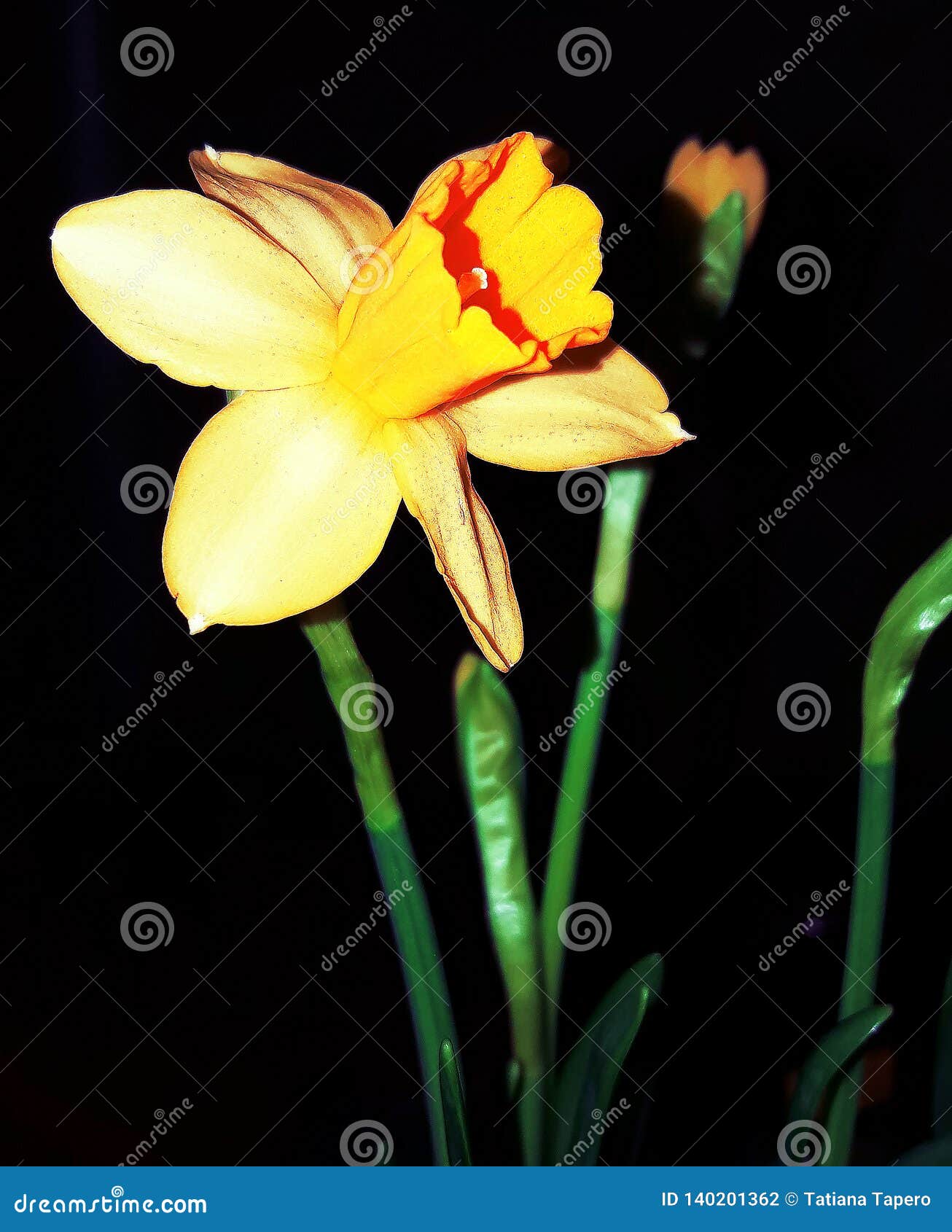 The First Daffodils Bloomed in Winter Stock Photo Image of field