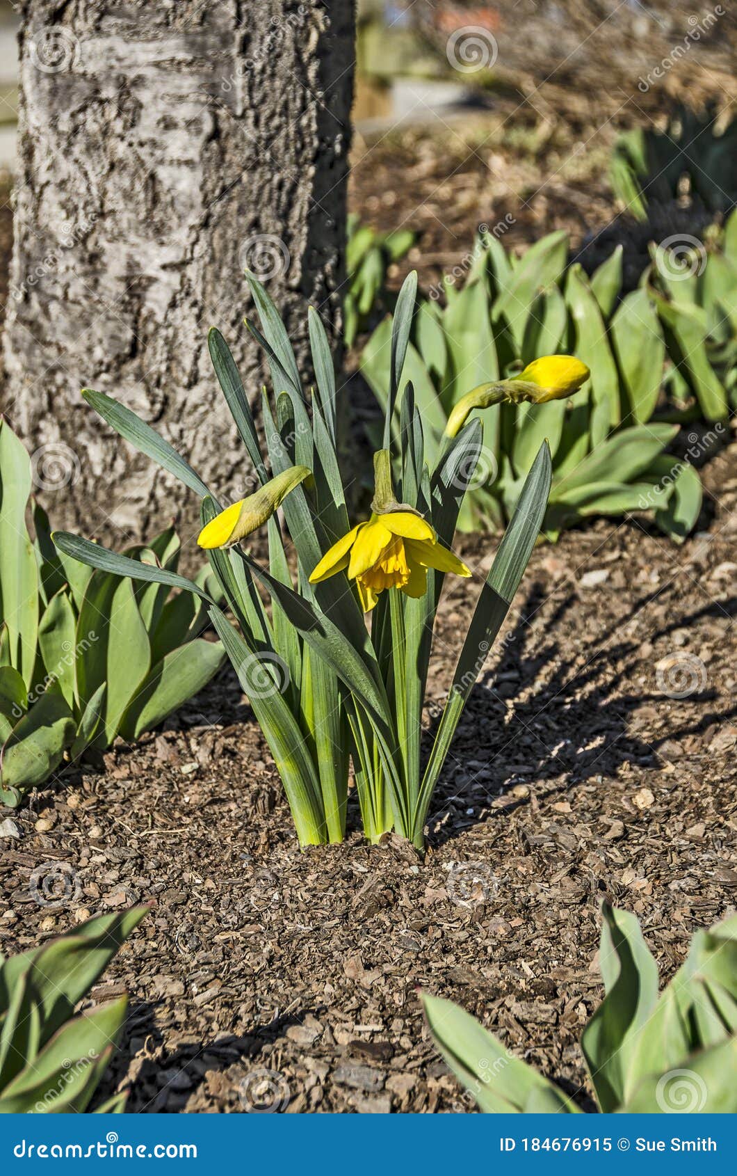 first daffodils of spring in yellow