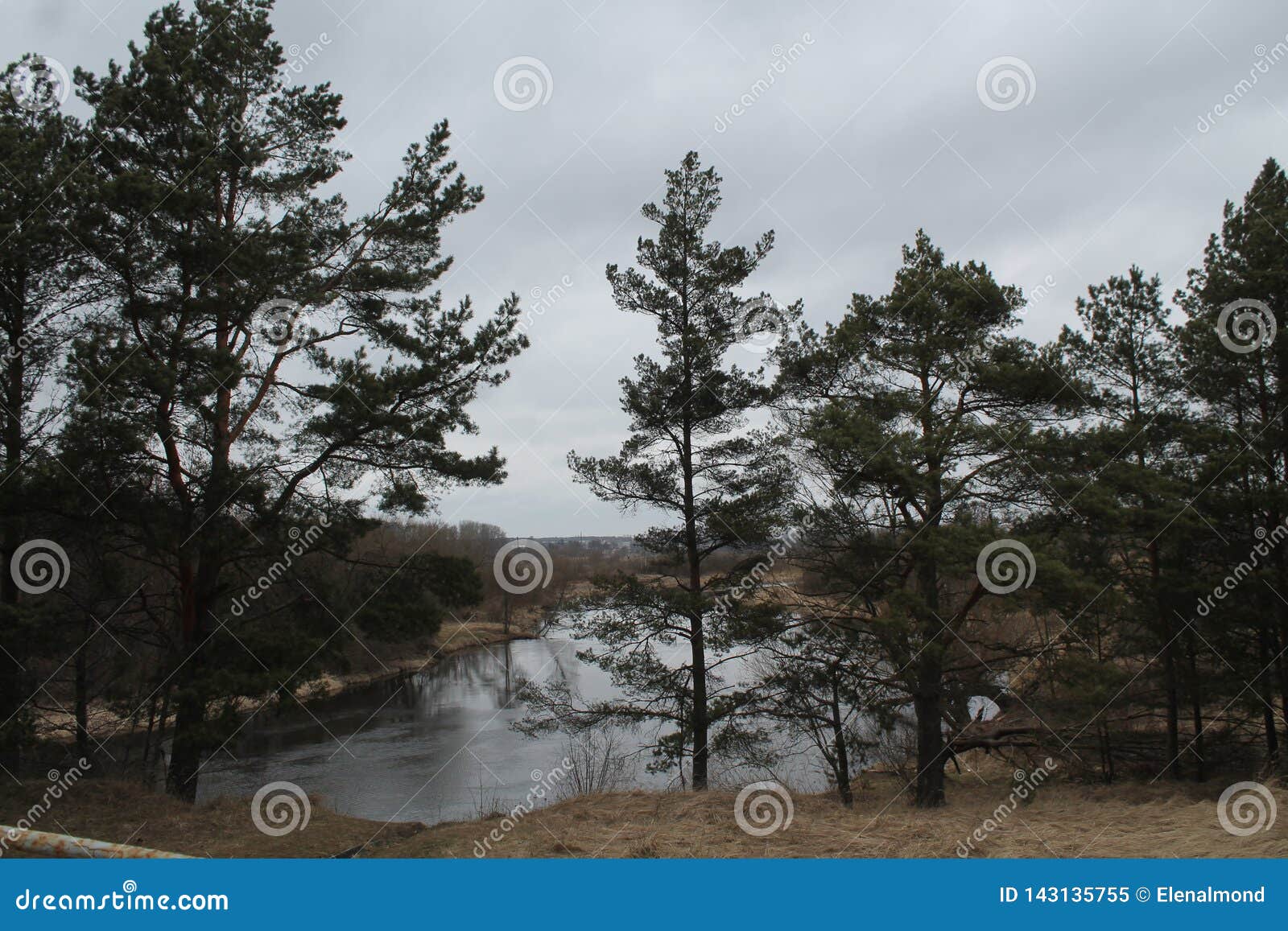 First day of spring stock image. Image of grove, forest 143135755