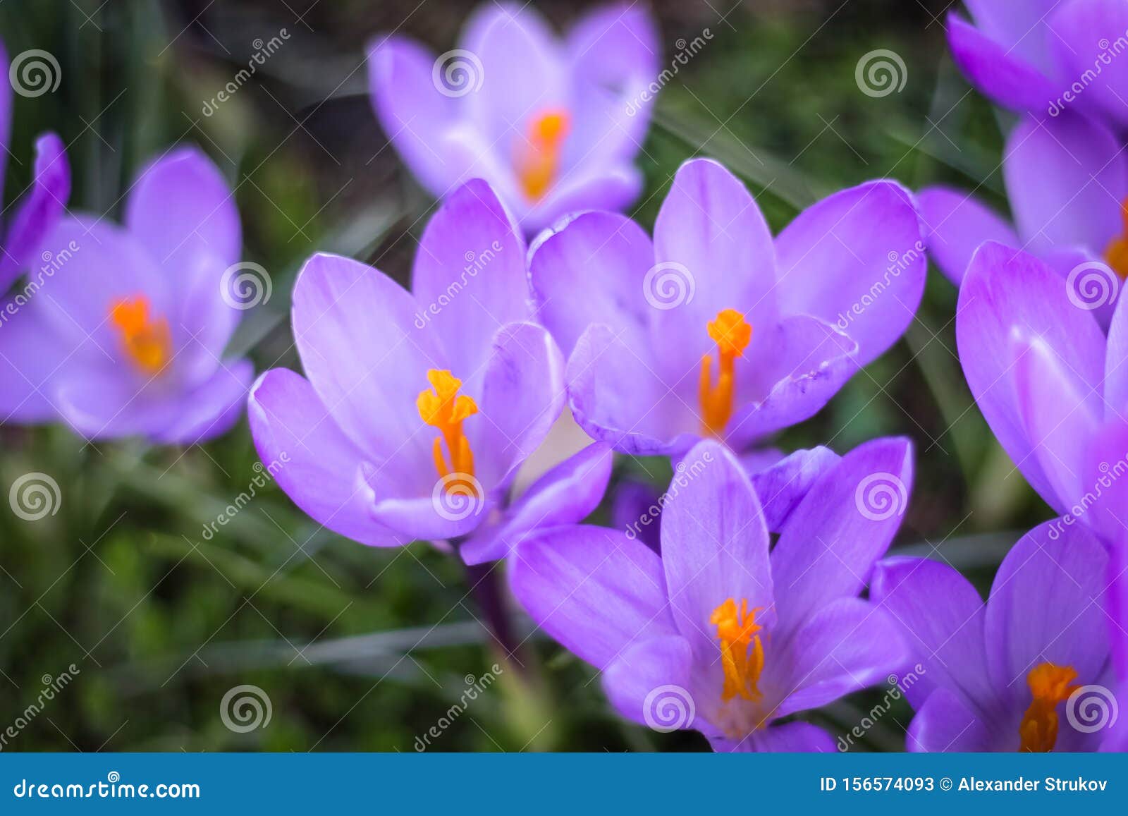 The First Days of Spring, the First Flowers Bloomed in a Meadow in the