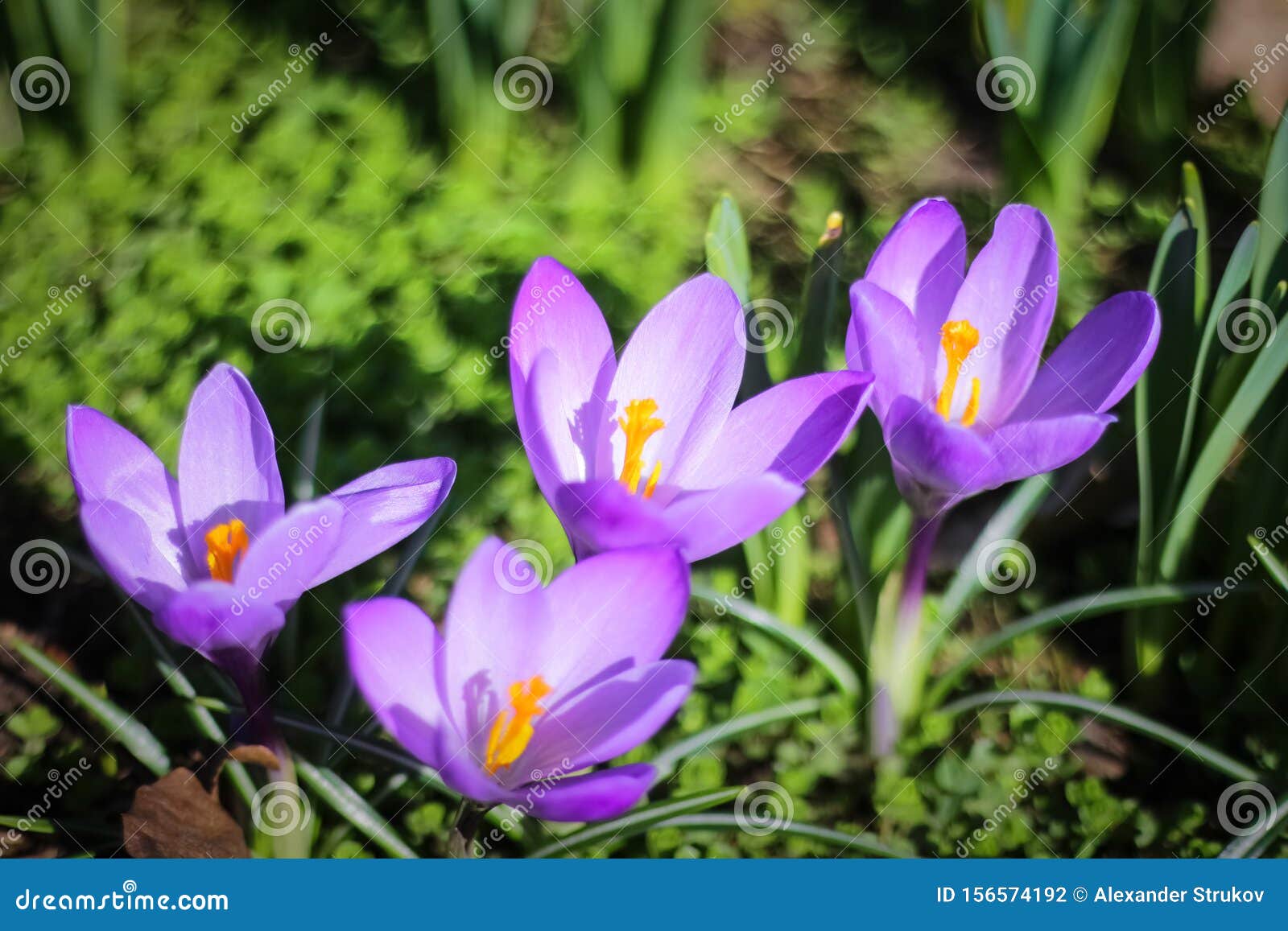 The First Days Of Spring The First Flowers Bloomed In A Meadow In The Park Stock Photo Image Of Bloom Petal 156574192