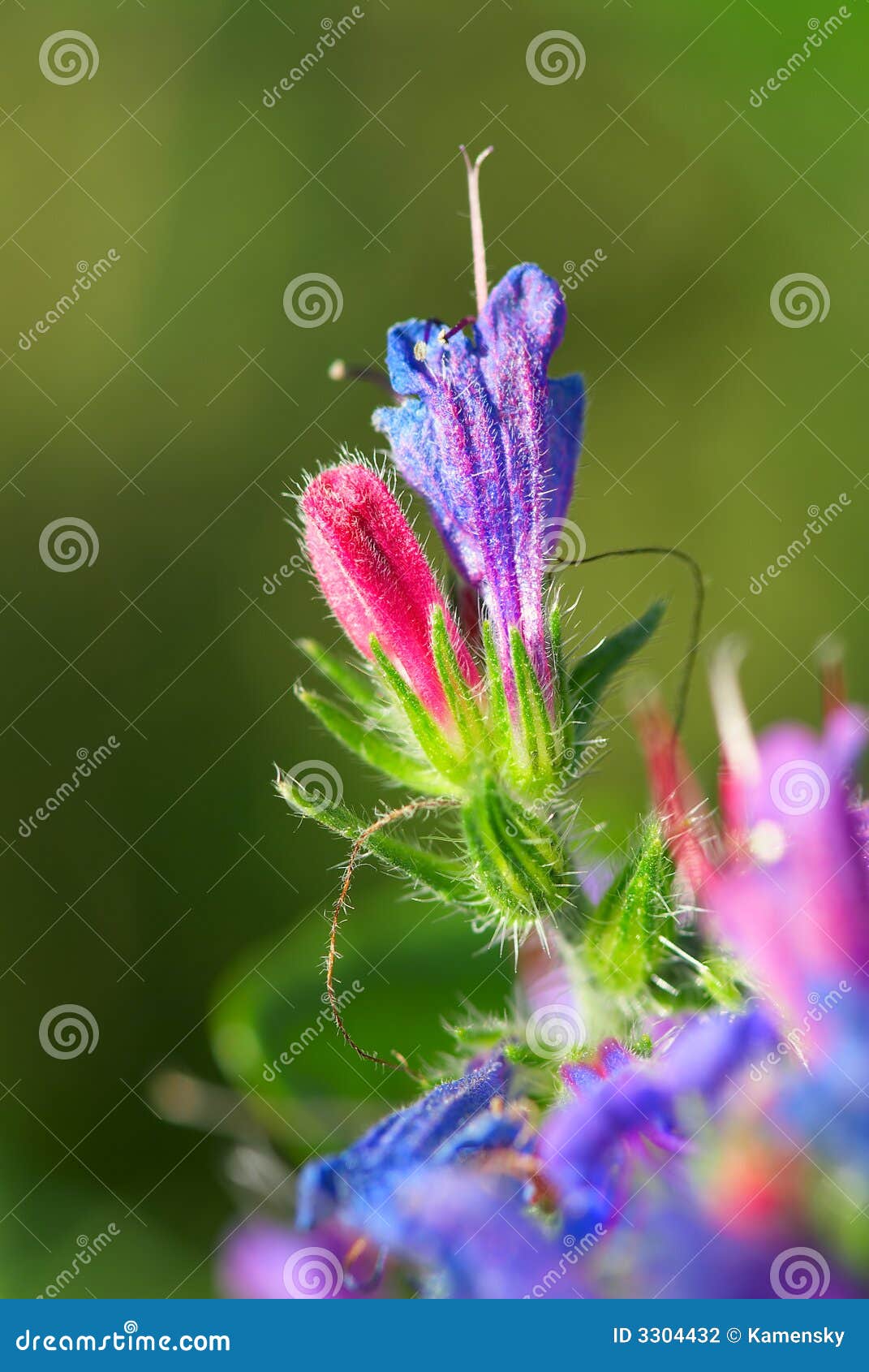 First flower stock photo. Image of life, green, light 3304432