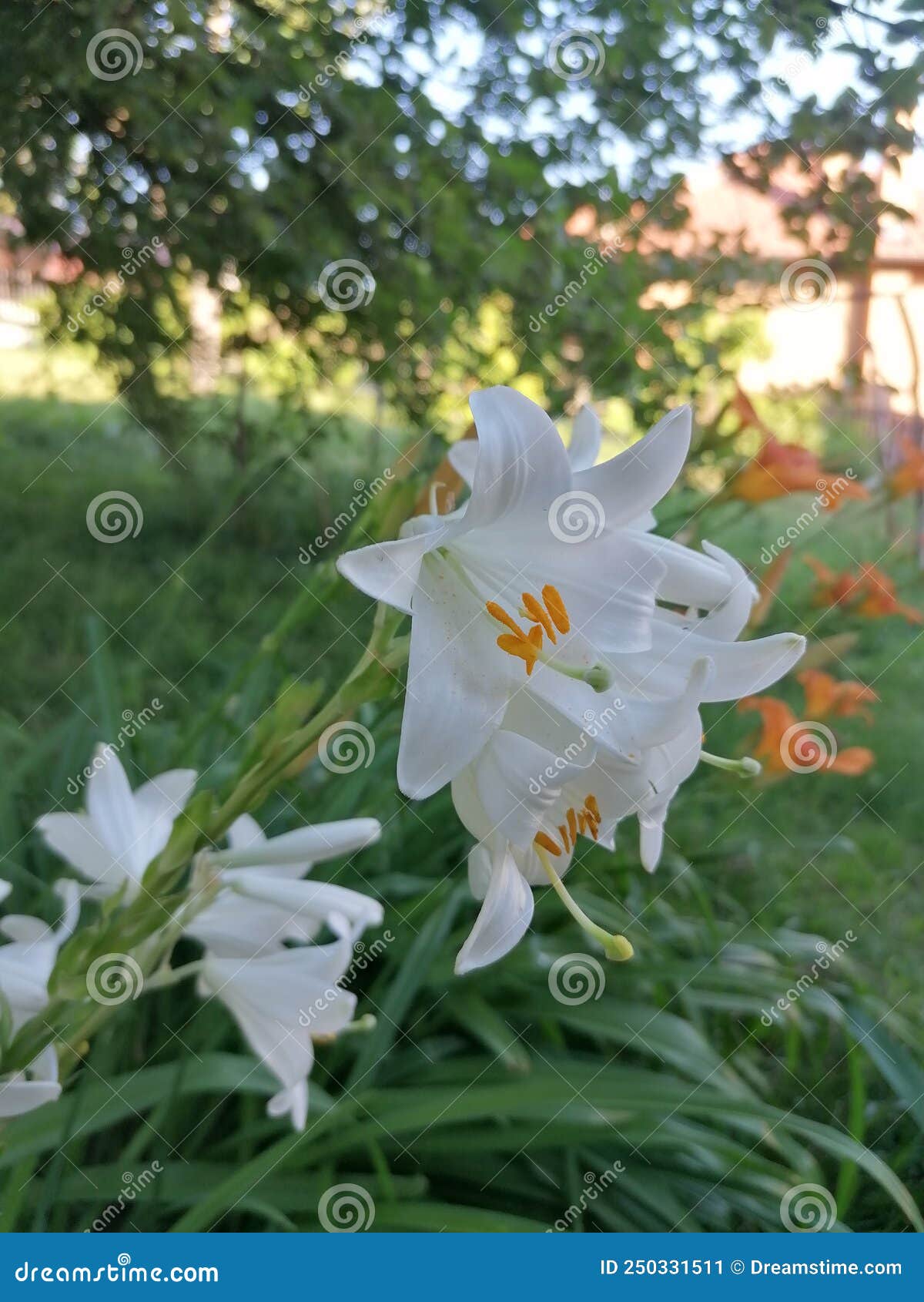 The First Flower I Feel in Love with Stock Image Image of garden