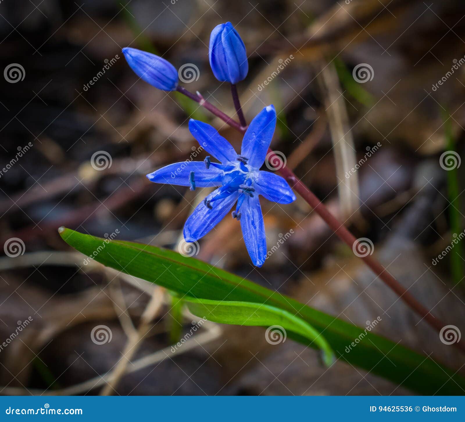 First flower stock photo. Image of early, green, season 94625536