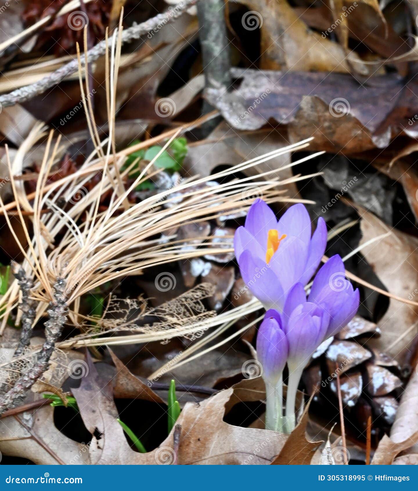 early purple crocus flowers