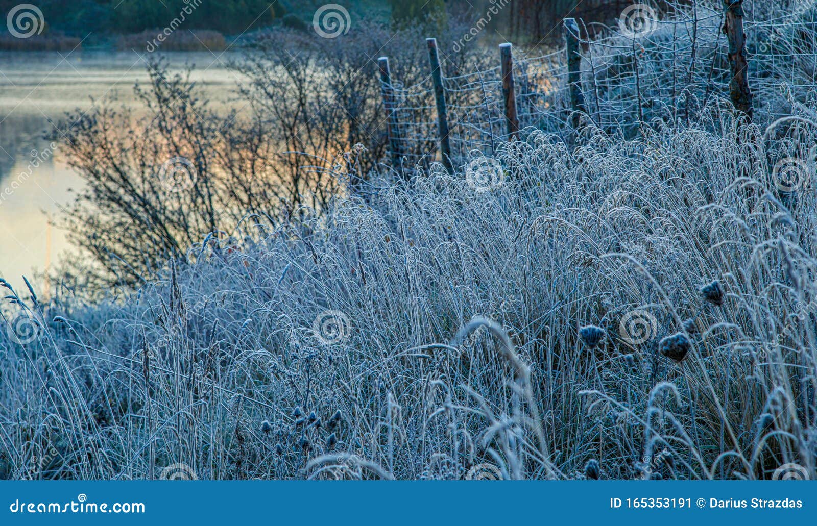 First Frost on Grass Near Lake Stock Image Image of early, nature