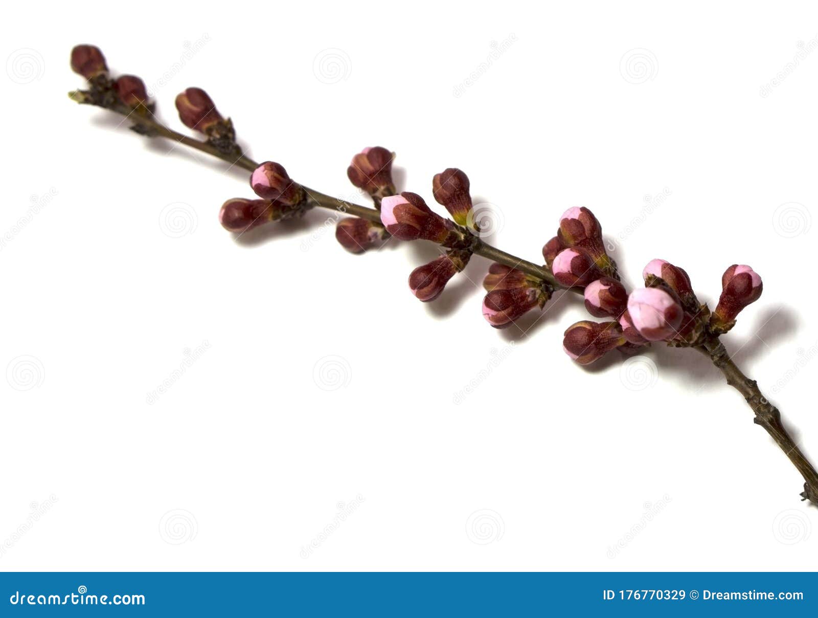 The First Fruit Trees that Begin To Bloom. Sakura Will Bloom Soon Stock