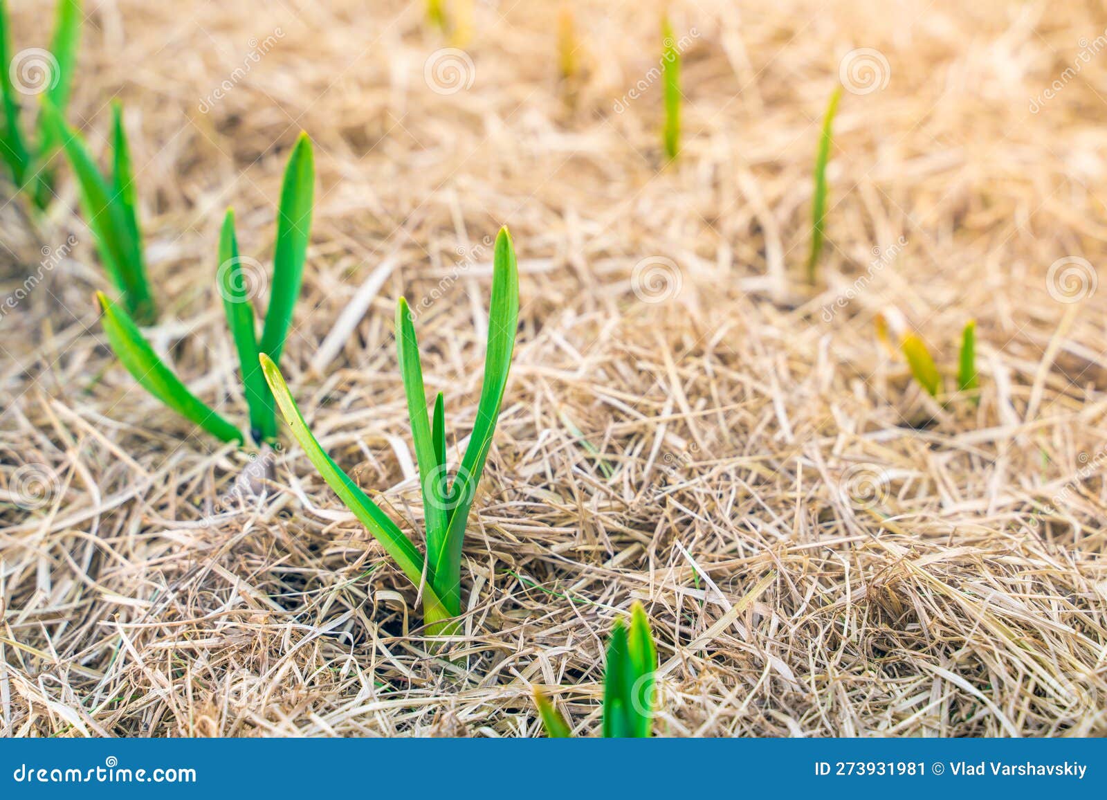 The First Garlic Sprouts Sprouted through the Mulch in the Garden Bed