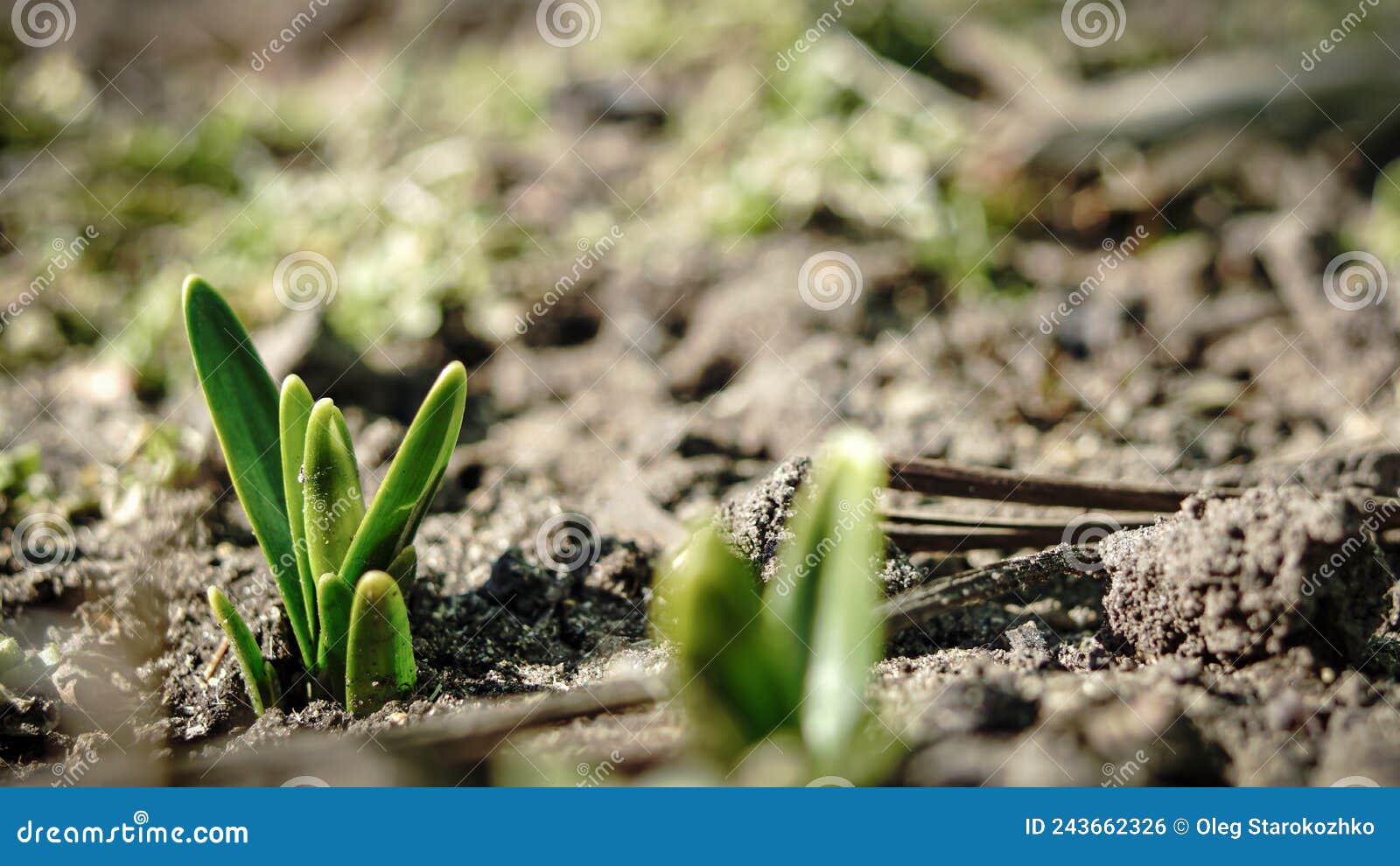 The First Green Sprouts Break through the Ground after Winter Stock