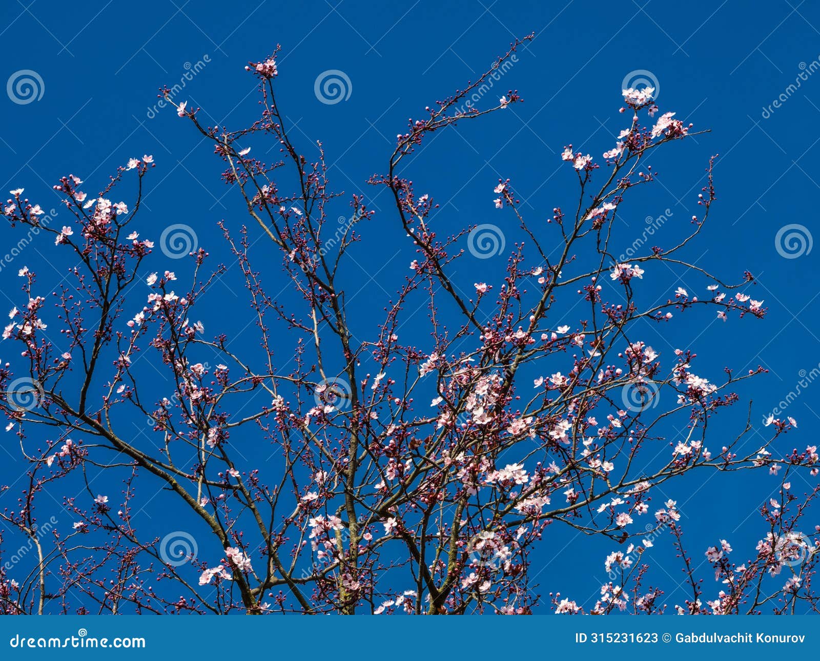 first inflorescences on branches on clear blue sky background in spring