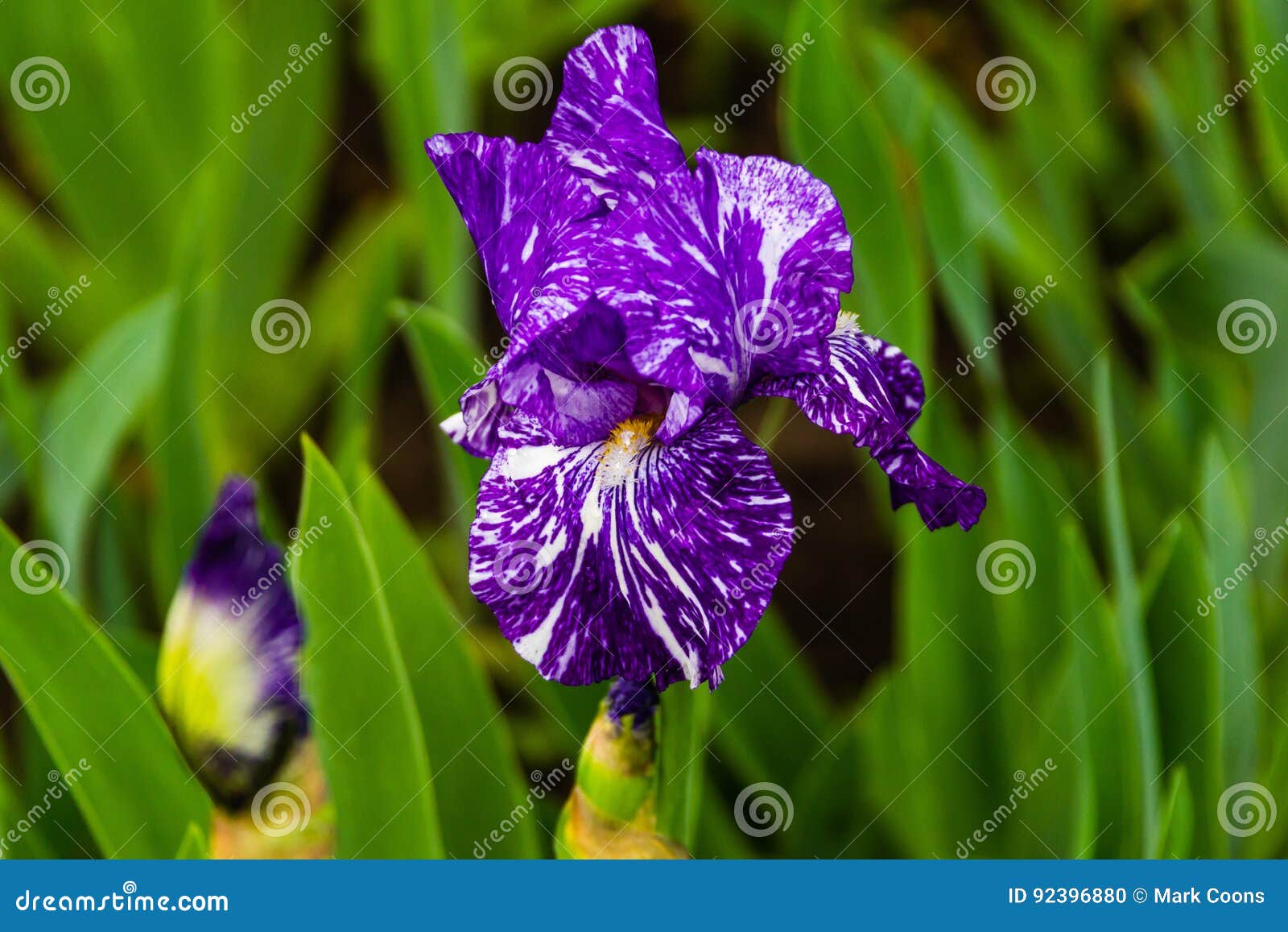 The First Iris Bloom of the Season Stock Photo Image of purple, blue