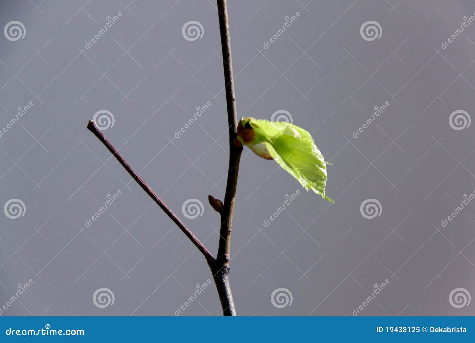 first leaf