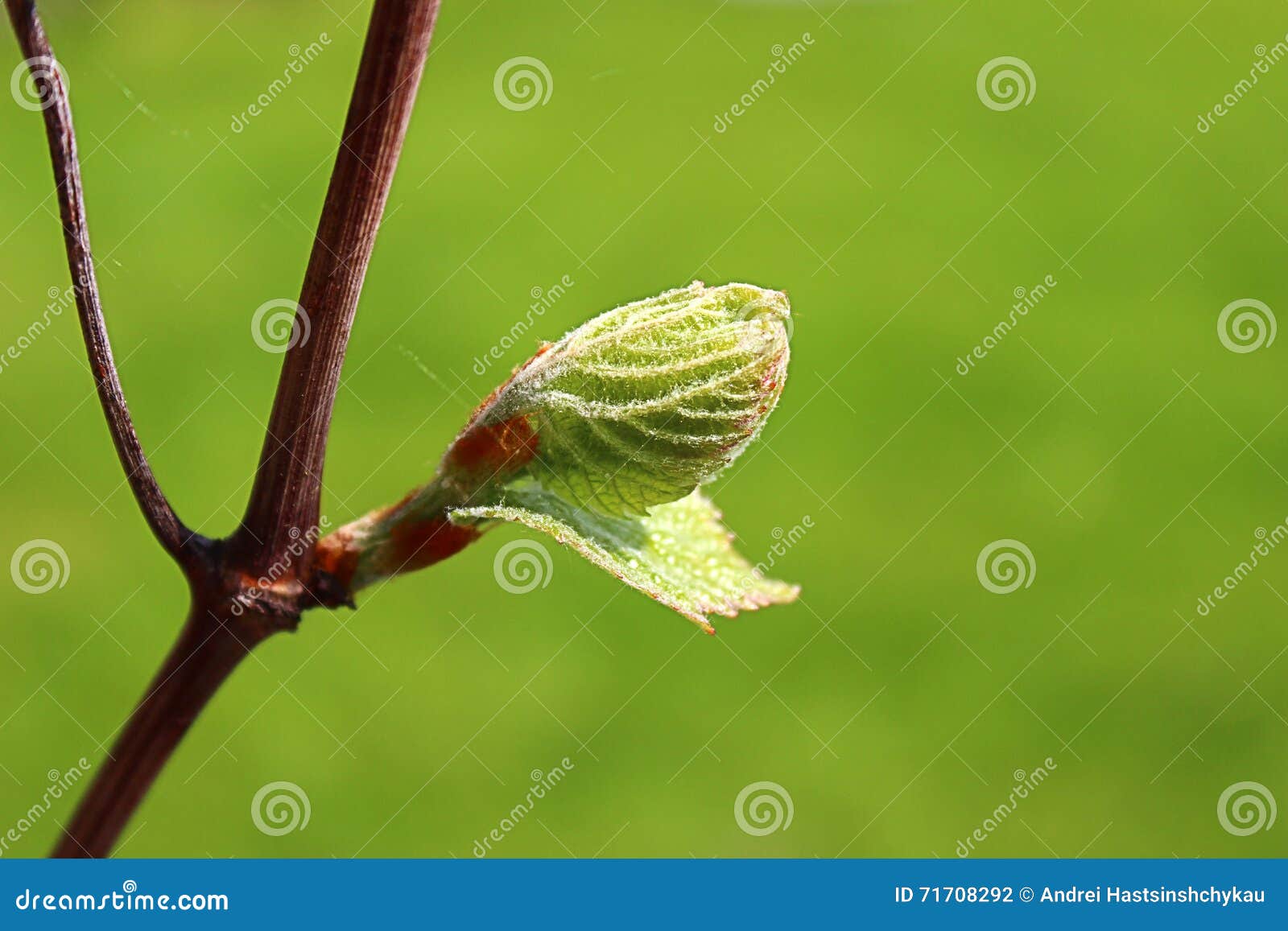 The first leaves stock photo. Image of leaves, cobwebs 71708292