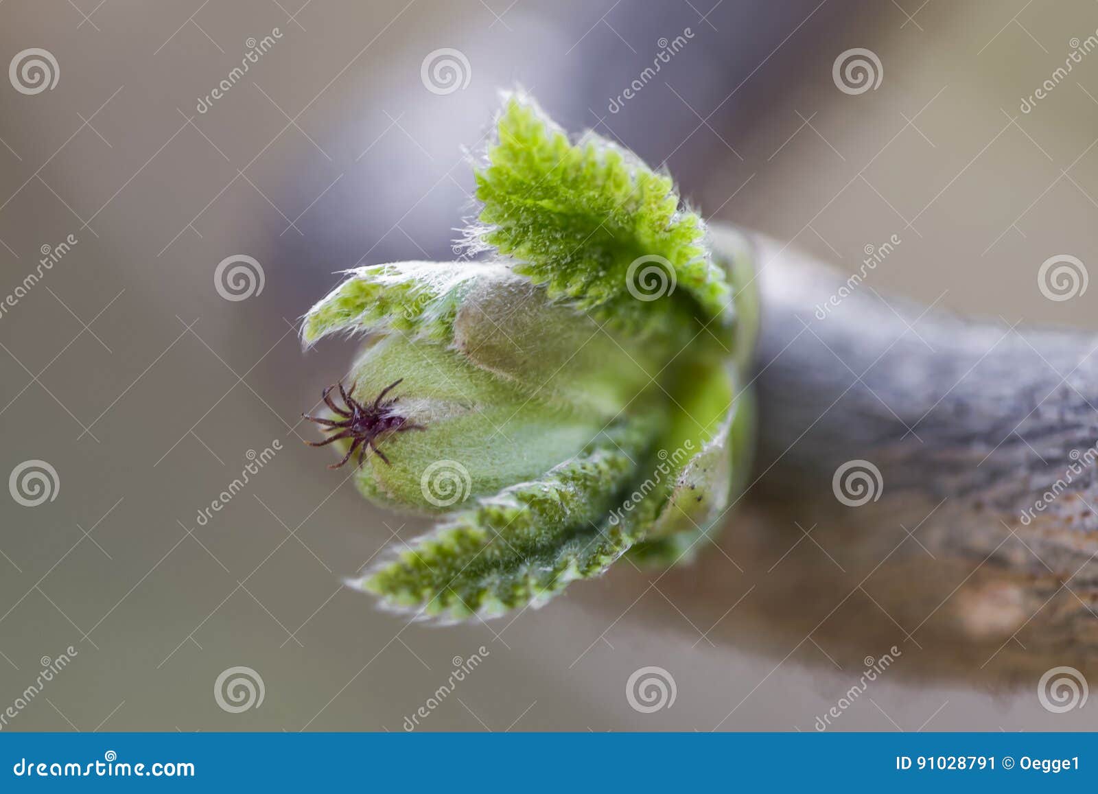 The First Leaves and Blossom on Hazelnut Tree Stock Image Image of