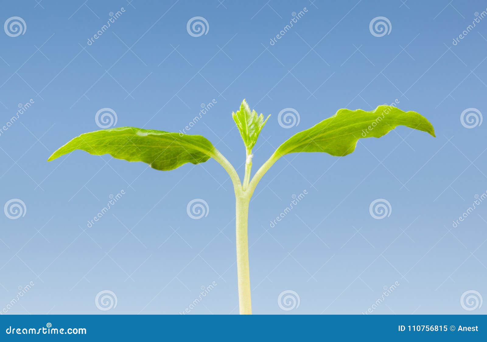 First leaves of sprout stock image. Image of green, development 110756815