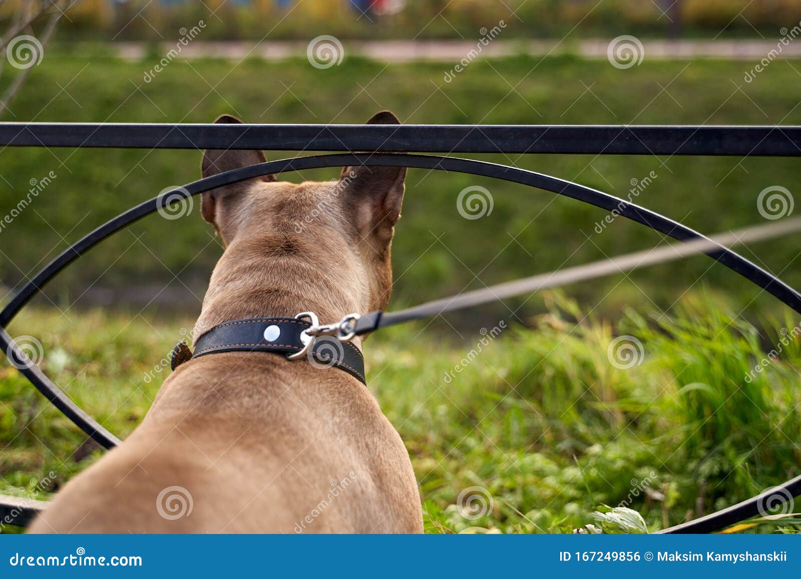 First-person Shot, Pug on Leash, Back View Stock Photo - Image of friendly,  peaceful: 167249856