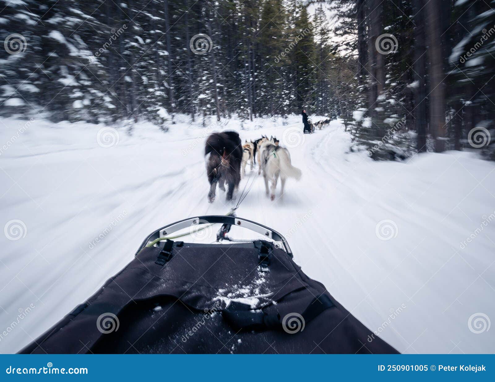 First Person View from a Dog Sled Pulled by Dogs in a Winter Forest, Canmore, Canada Stock Image