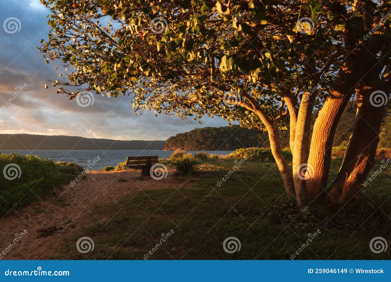 First Rays of Sunlight on a Tree at Patonga on the Central Coast, NSW