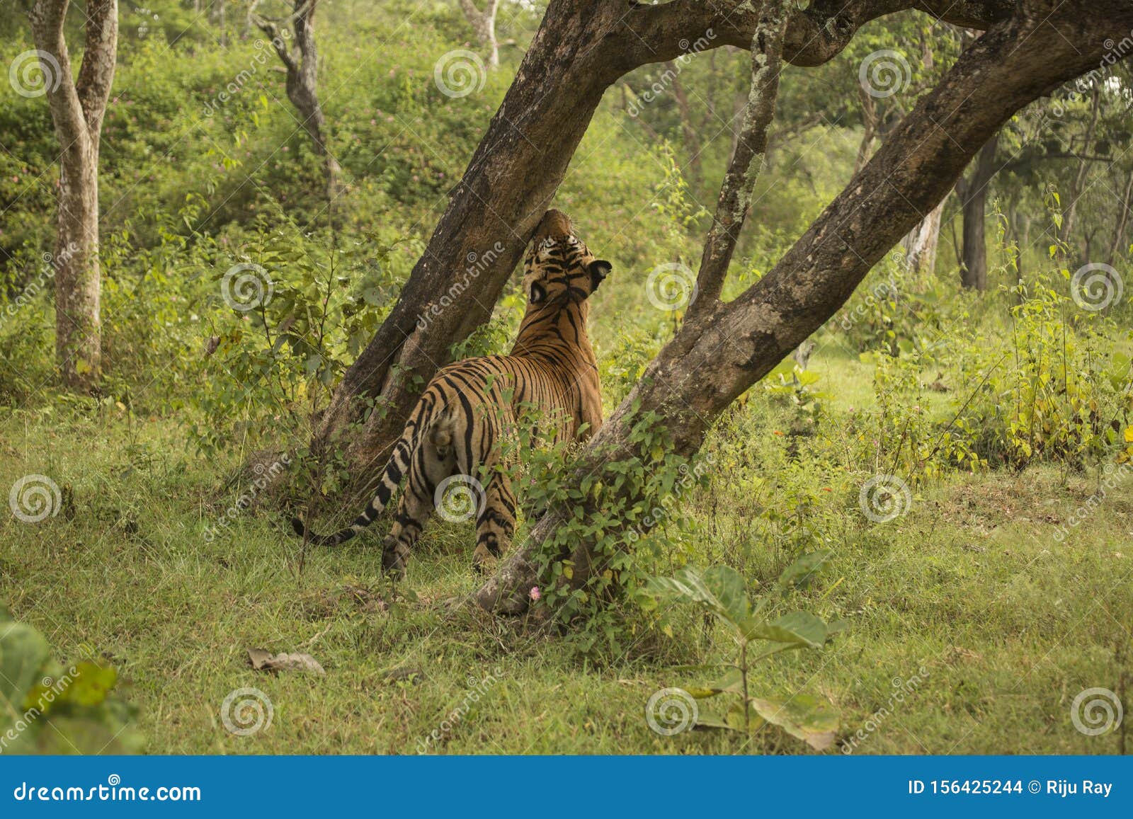Territory Marking Activity is Getting Done by a Tiger Stock Photo - Image  of biodiversity, focused: 156425244