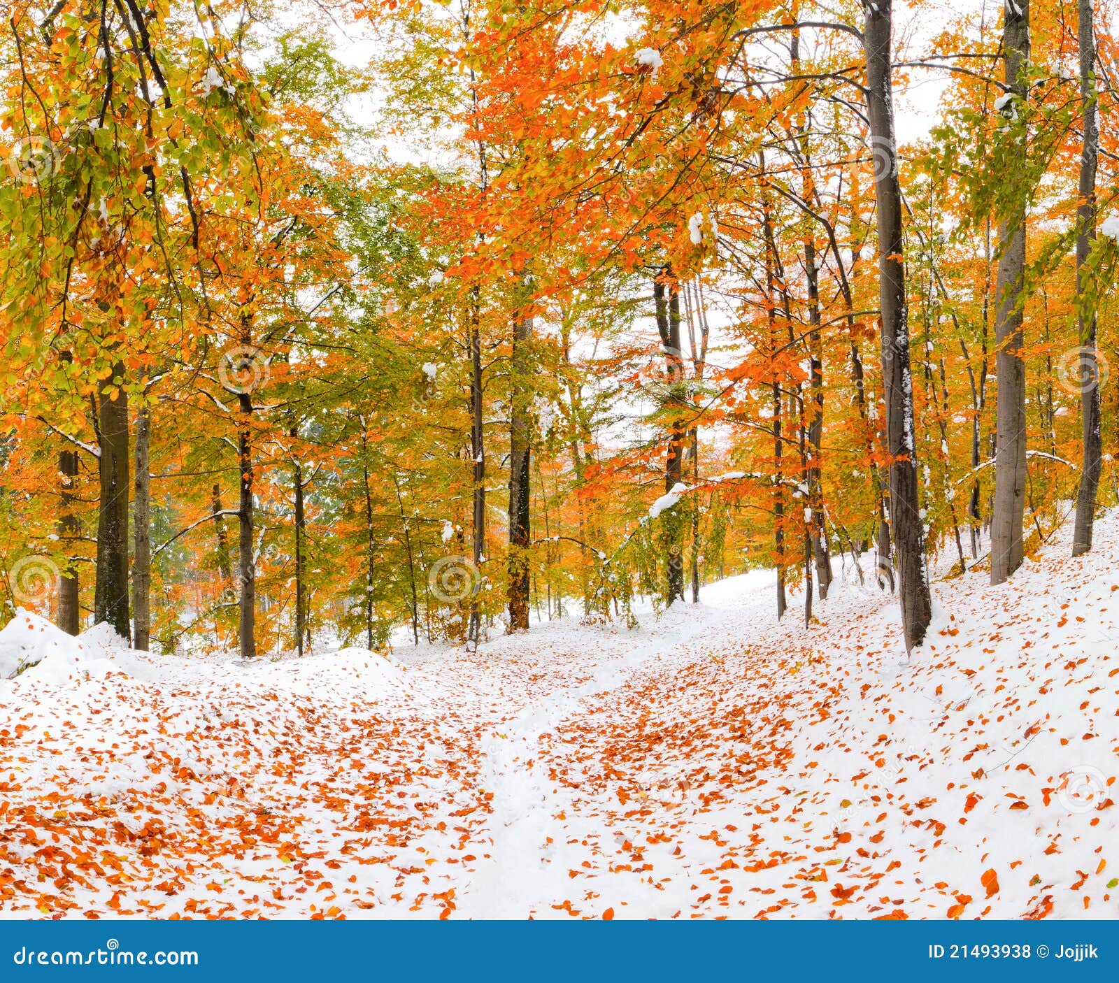 First Snow First Snow