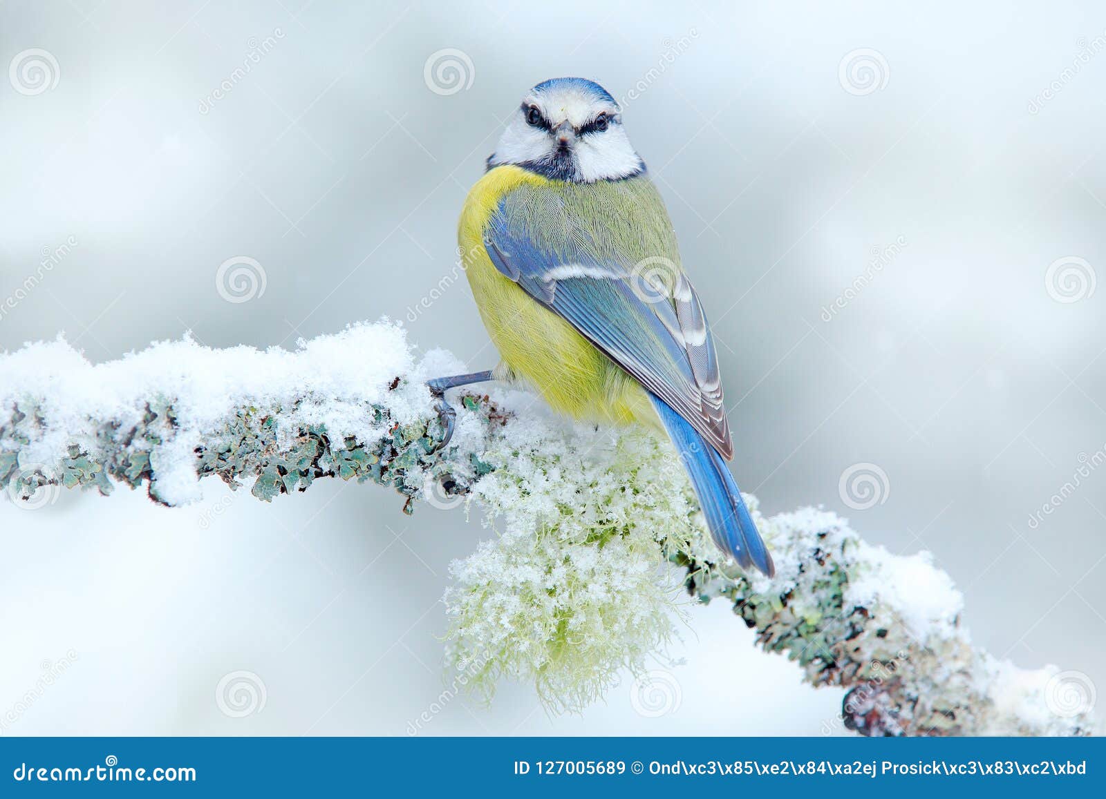 First Snow in Nature. Snow Winter with Cute Songbird. Bird Blue ...