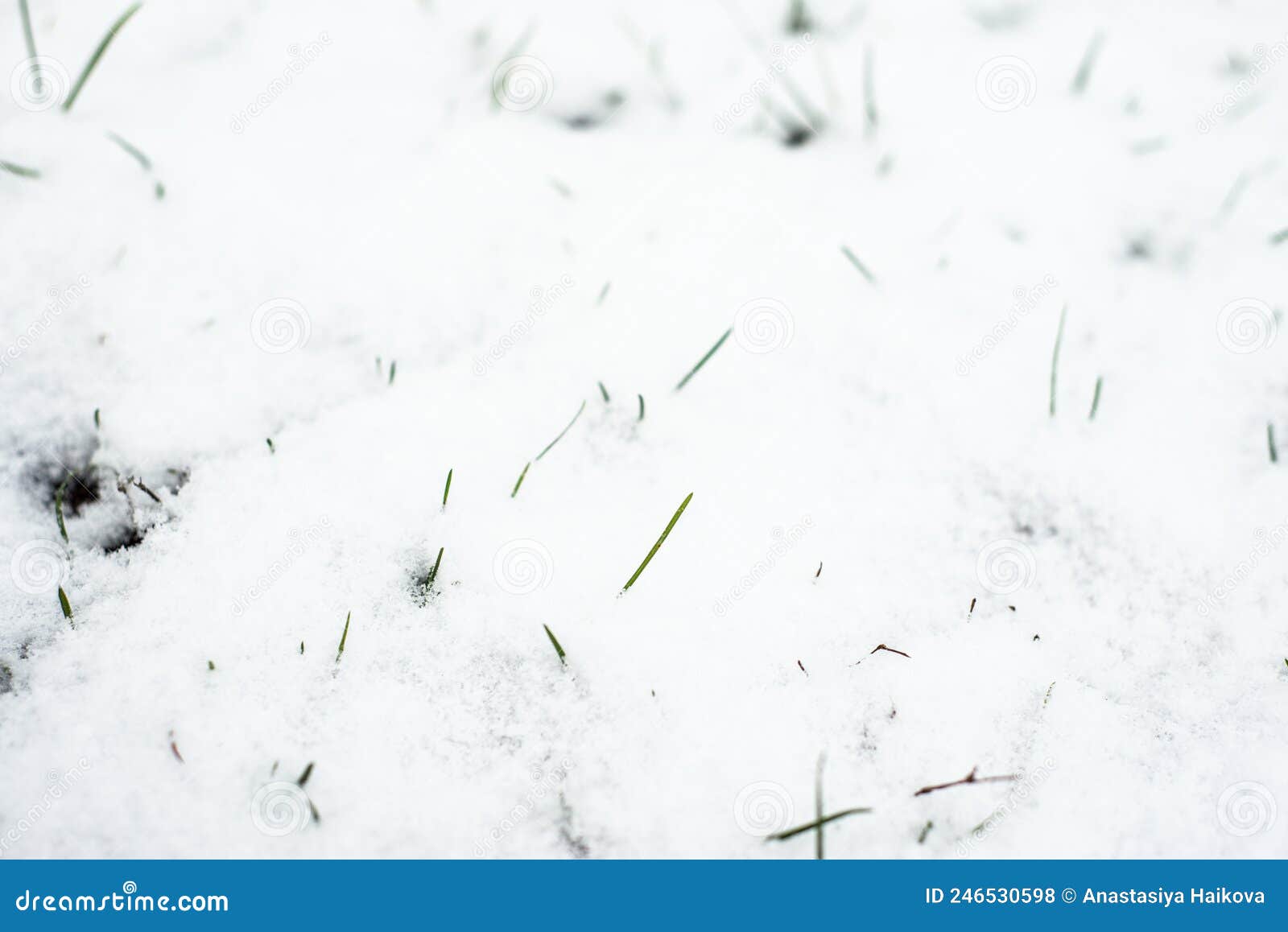 The First Snow of Winter Covers the Green Grass Stock Photo Image of