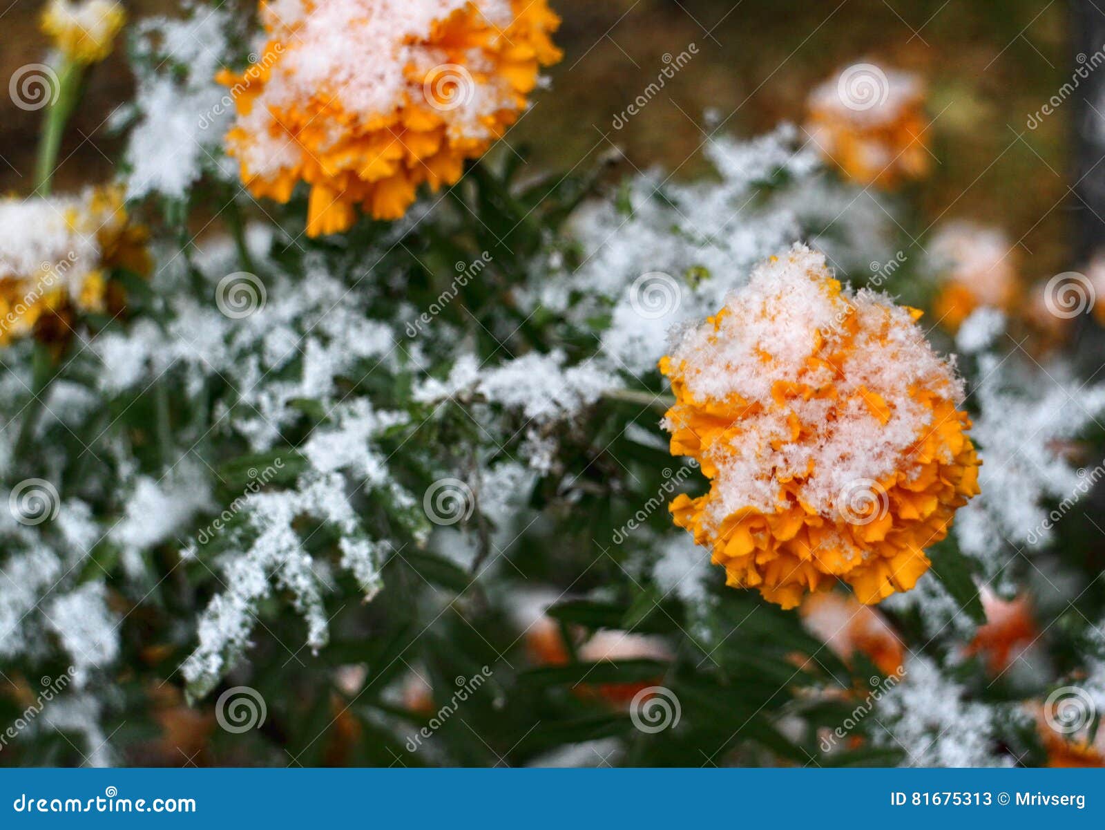First Snow on Yellow Flowers Stock Image Image of green, orange 81675313