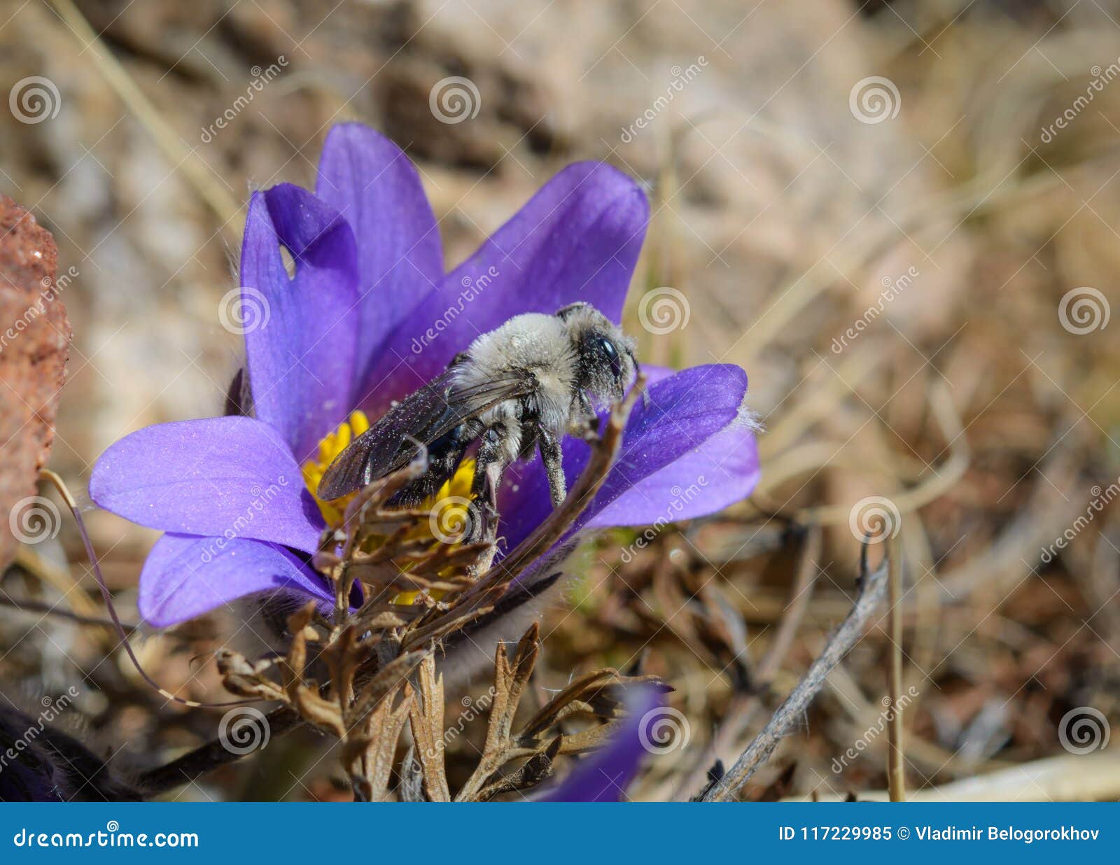 First Spring Flower and Bee Stock Image Image of grow, nature 117229985