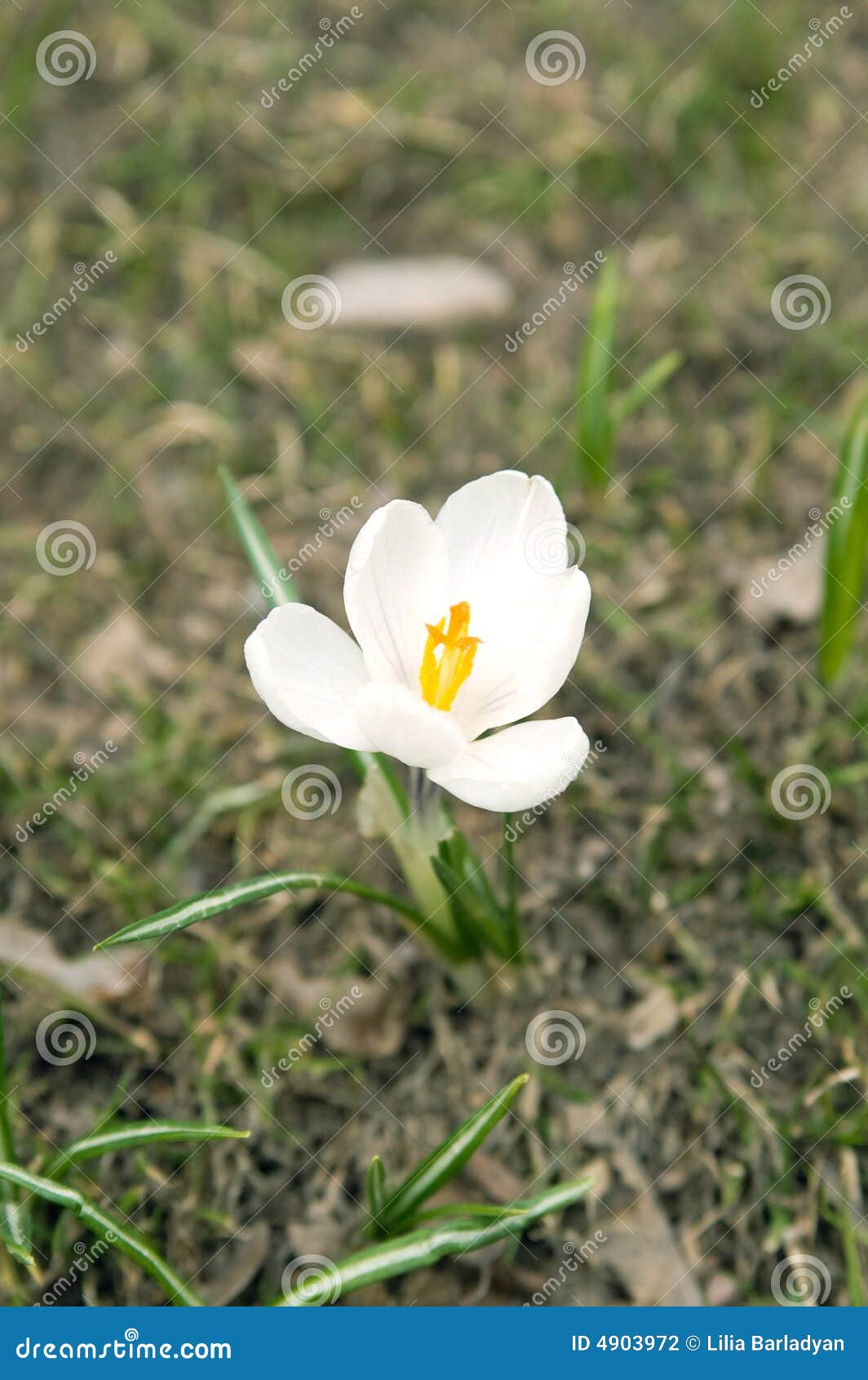 First Spring Flower (white Crocus) Stock Photo Image of petal, nature